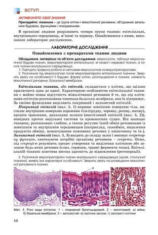 10
ВСТУП
АКТИВІЗУЙТЕ СВОЇ ЗНАННЯ
Пригадайте: тканина – це група клітин і міжклітинної речовини, об’єднаних загаль-
ною будовою, функціями і походженням.
Â îðãàíіçìі ëþäèíè ðîçðіçíÿþòü ÷îòèðè ãðóïè òêàíèí: åïіòåëіàëüíі,
âíóòðіøíüîãî ñåðåäîâèùà, ì’ÿçîâі òà íåðâîâó. Îçíàéîìèìîñÿ ç íèìè, âèêî-
íàâøè ëàáîðàòîðíå äîñëіäæåííÿ.
ËÀÁÎÐÀÒÎÐÍÅ ÄÎÑËІÄÆÅÍÍß
Îçíàéîìëåííÿ ç ïðåïàðàòàìè òêàíèí ëþäèíè
Îáëàäíàííÿ, ìàòåðіàëè òà îá’єêòè äîñëіäæåííÿ: ìіêðîñêîïè, òàáëèöÿ ìіêðîñêî-
ïі÷íîї áóäîâè òêàíèí, ìіêðîïðåïàðàòè åïіòåëіàëüíîї, ì’ÿçîâîї і íåðâîâîї òêàíèí, à òà-
êîæ òêàíèí âíóòðіøíüîãî ñåðåäîâèùà.
1. Ïîâòîðіòü ïðàâèëà ðîáîòè çі ñâіòëîâèì ìіêðîñêîïîì òà ìіêðîïðåïàðàòàìè.
2. Ðîçãëÿíüòå ïіä ìіêðîñêîïîì ãîòîâі ìіêðîïðåïàðàòè åïіòåëіàëüíîї òêàíèíè. Çâåð-
íіòü óâàãó íà îñîáëèâîñòі її áóäîâè: ôîðìó êëіòèí, ðîçòàøóâàííÿ â òêàíèíі, íàÿâíіñòü
ìіæêëіòèííîї ðå÷îâèíè, áàçàëüíîї ìåìáðàíè.
Åïіòåëіàëüíà òêàíèíà, àáî åïіòåëіé, ñêëàäàєòüñÿ ç êëіòèí, ùî ùіëüíî
ïðèëÿãàþòü îäíà äî îäíîї. Õàðàêòåðíîþ îñîáëèâіñòþ åïіòåëіàëüíîї òêàíè-
íè є ìàéæå ïîâíà âіäñóòíіñòü ìіæêëіòèííîї ðå÷îâèíè é òå, ùî ïіä êëіòè-
íàìè åïіòåëіþ ðîçòàøîâàíà òîíåíüêà áàçàëüíà ìåìáðàíà, ÿêà їõ ïіäòðèìóє.
Çà ñâîїìè ôóíêöіÿìè âèäіëÿþòü ïîêðèâíèé і çàëîçèñòèé åïіòåëіé.
Ïîêðèâíèé åïіòåëіé (ìàë. 5, 1) âêðèâàє çîâíіøíþ ïîâåðõíþ òіëà, âè-
ñòèëàє âíóòðіøíþ ïîâåðõíþ ïîðîæíèí òіëà (ãðóäíó, ÷åðåâíó, ðîòîâó, íîñîâó),
îðãàíіâ òðàâëåííÿ, äèõàëüíèõ øëÿõіâ (ìèãîòëèâèé åïіòåëіé (ìàë. 5, 2)),
âèâіäíèõ ïðîòîê âèäіëüíîї ñèñòåìè òà êðîâîíîñíèõ ñóäèí. Âіí çàõèùàє
òêàíèíè, ðîçòàøîâàíі ãëèáøå, à òàêîæ ðåãóëþє їõíіé îáìіí ðå÷îâèíàìè іç
çîâíіøíіì òà âíóòðіøíіì ñåðåäîâèùåì (íàïðèêëàä, ãàçîîáìіí, âèäàëåííÿ
ïðîäóêòіâ îáìіíó, âñìîêòóâàííÿ ïîæèâíèõ ðå÷îâèí ó êèøå÷íèêó òà іí.).
Çàëîçèñòèé åïіòåëіé (ìàë. 5, 3) âõîäèòü äî ñêëàäó çàëîç і âèêîíóє ñåêðåòîð-
íó ôóíêöіþ, ñèíòåçóþ÷è ïîòðіáíі îðãàíіçìó ðå÷îâèíè – ñåêðåòè. Îòæå,
ïіä ñåêðåöієþ ðîçóìіþòü ïðîöåñ óòâîðåííÿ òà âèäіëåííÿ êëіòèíîþ àáî çà-
ëîçîþ áóäü-ÿêèõ ðå÷îâèí (ñëèç, ãîðìîíè, òðàâíі ôåðìåíòè òîùî). Åïіòåëі-
àëüíіé òêàíèíі âëàñòèâà âèñîêà çäàòíіñòü äî âіäíîâëåííÿ (ðåãåíåðàöії).
3. Ðîçãëÿíüòå ìіêðîïðåïàðàòè òêàíèí âíóòðіøíüîãî ñåðåäîâèùà (êðîâі, ñïîëó÷íîї
òêàíèíè), âèÿâіòü їõíі õàðàêòåðíі îñîáëèâîñòі. Çâåðíіòü óâàãó íà ðîçìіùåííÿ ìіæêëіòèí-
íîї ðå÷îâèíè â òêàíèíі.
Мал. 5. Різні види епітелію: 1 – покривний багатошаровий; 2 – миготливий: а) війки;
б) базальна мембрана; 3 – залозистий: в) протока залози; г) залозисті клітини
1 2 3
г
в
б б
а
 