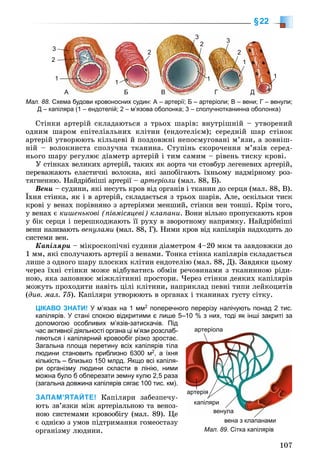 107
§22
Ñòіíêè àðòåðіé ñêëàäàþòüñÿ ç òðüîõ øàðіâ: âíóòðіøíіé – óòâîðåíèé
îäíèì øàðîì åïіòåëіàëüíèõ êëіòèí (åíäîòåëієì); ñåðåäíіé øàð ñòіíîê
àðòåðіé óòâîðþþòü êіëüöåâі é ïîçäîâæíі íåïîñìóãîâàíі ì’ÿçè, à çîâíіø-
íіé – âîëîêíèñòà ñïîëó÷íà òêàíèíà. Ñòóïіíü ñêîðî÷åííÿ ì’ÿçіâ ñåðåä-
íüîãî øàðó ðåãóëþє äіàìåòð àðòåðіé і òèì ñàìèì – ðіâåíü òèñêó êðîâі.
Ó ñòіíêàõ âåëèêèõ àðòåðіé, òàêèõ ÿê àîðòà ÷è ñòîâáóð ëåãåíåâèõ àðòåðіé,
ïåðåâàæàþòü åëàñòè÷íі âîëîêíà, ÿêі çàïîáіãàþòü їõíüîìó íàäìіðíîìó ðîç-
òÿãíåííþ. Íàéäðіáíіøі àðòåðії – àðòåðіîëè (ìàë. 88, Á).
Âåíè – ñóäèíè, ÿêі íåñóòü êðîâ âіä îðãàíіâ і òêàíèí äî ñåðöÿ (ìàë. 88, Â).
Їõíÿ ñòіíêà, ÿê і â àðòåðіé, ñêëàäàєòüñÿ ç òðüîõ øàðіâ. Àëå, îñêіëüêè òèñê
êðîâі ó âåíàõ ïîðіâíÿíî ç àðòåðіÿìè ìåíøèé, ñòіíêè âåí òîíøі. Êðіì òîãî,
ó âåíàõ є êèøåíüêîâі (ïіâìіñÿöåâі) êëàïàíè. Âîíè âіëüíî ïðîïóñêàþòü êðîâ
ó áіê ñåðöÿ і ïåðåøêîäæàþòü її ðóõó â çâîðîòíîìó íàïðÿìêó. Íàéäðіáíіøі
âåíè íàçèâàþòü âåíóëàìè (ìàë. 88, Ã). Íèìè êðîâ âіä êàïіëÿðіâ íàäõîäèòü äî
ñèñòåìè âåí.
Êàïіëÿðè – ìіêðîñêîïі÷íі ñóäèíè äіàìåòðîì 4–20 ìêì òà çàâäîâæêè äî
1 ìì, ÿêі ñïîëó÷àþòü àðòåðії ç âåíàìè. Òîíêà ñòіíêà êàïіëÿðіâ ñêëàäàєòüñÿ
ëèøå ç îäíîãî øàðó ïëîñêèõ êëіòèí åíäîòåëіþ (ìàë. 88, Ä). Çàâäÿêè öüîìó
÷åðåç їõíі ñòіíêè ìîæå âіäáóâàòèñü îáìіí ðå÷îâèíàìè ç òêàíèííîþ ðіäè-
íîþ, ÿêà çàïîâíþє ìіæêëіòèííі ïðîñòîðè. ×åðåç ñòіíêè äåÿêèõ êàïіëÿðіâ
ìîæóòü ïðîõîäèòè íàâіòü öіëі êëіòèíè, íàïðèêëàä ïåâíі òèïè ëåéêîöèòіâ
(äèâ. ìàë. 75). Êàïіëÿðè óòâîðþþòü â îðãàíàõ і òêàíèíàõ ãóñòó ñіòêó.
ЦІКАВО ЗНАТИ! У м’язах на 1 мм2 поперечного перерізу налічують понад 2 тис.
капілярів. У стані спокою відкритими є лише 5–10 % з них, тоді як інші закриті за
допомогою особливих м’язів-затискачів. Під
час активної діяльності органа ці м’язи розслаб-
ляються і капілярний кровообіг різко зростає.
Загальна площа перетину всіх капілярів тіла
людини становить приблизно 6300 м2, а їхня
кількість – близько 150 млрд. Якщо всі капіля-
ри організму людини скласти в лінію, ними
можна було б обперезати земну кулю 2,5 раза
(загальна довжина капілярів сягає 100 тис. км).
ЗАПАМ’ЯТАЙТЕ! Êàïіëÿðè çàáåçïå÷ó-
þòü çâ’ÿçêè ìіæ àðòåðіàëüíîþ òà âåíîç-
íîþ ñèñòåìàìè êðîâîîáіãó (ìàë. 89). Öå
є îäíієþ ç óìîâ ïіäòðèìàííÿ ãîìåîñòàçó
îðãàíіçìó ëþäèíè. Мал. 89. Сітка капілярів
артеріола
артерія
вена з клапанами
венула
капіляри
Мал. 88. Схема будови кровоносних судин: А – артерії; Б – артеріоли; В – вени; Г – венули;
Д – капіляра (1 – ендотелій; 2 – м’язова оболонка; 3 – сполучнотканинна оболонка)
2
1
11
1
11
22
3
3
А Б В Г Д
1
2
3
 