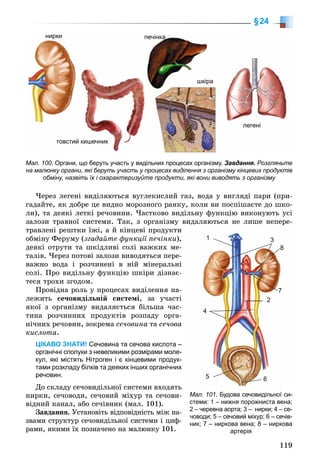 119
§24
Мал. 100. Органи, що беруть участь у видільних процесах організму. Завдання. Розгляньте
на малюнку органи, які беруть участь у процесах виділення з організму кінцевих продуктів
обміну, назвіть їх і охарактеризуйте продукти, які вони виводять з організму
ниркинирки печінкапечінка
легені
товстий кишечник
шкіра
×åðåç ëåãåíі âèäіëÿþòüñÿ âóãëåêèñëèé ãàç, âîäà ó âèãëÿäі ïàðè (ïðè-
ãàäàéòå, ÿê äîáðå öå âèäíî ìîðîçíîãî ðàíêó, êîëè âè ïîñïіøàєòå äî øêî-
ëè), òà äåÿêі ëåòêі ðå÷îâèíè. ×àñòêîâî âèäіëüíó ôóíêöіþ âèêîíóþòü óñі
çàëîçè òðàâíîї ñèñòåìè. Òàê, ç îðãàíіçìó âèäàëÿþòüñÿ íå ëèøå íåïåðå-
òðàâëåíі ðåøòêè їæі, à é êіíöåâі ïðîäóêòè
îáìіíó Ôåðóìó (çãàäàéòå ôóíêöії ïå÷іíêè),
äåÿêі îòðóòè òà øêіäëèâі ñîëі âàæêèõ ìå-
òàëіâ. ×åðåç ïîòîâі çàëîçè âèâîäÿòüñÿ ïåðå-
âàæíî âîäà і ðîç÷èíåíі â íіé ìіíåðàëüíі
ñîëі. Ïðî âèäіëüíó ôóíêöіþ øêіðè äіçíàє-
òåñÿ òðîõè çãîäîì.
Ïðîâіäíà ðîëü ó ïðîöåñàõ âèäіëåííÿ íà-
ëåæèòü ñå÷îâèäіëüíіé ñèñòåìі, çà ó÷àñòі
ÿêîї ç îðãàíіçìó âèäàëÿєòüñÿ áіëüøà ÷àñ-
òèíà ðîç÷èííèõ ïðîäóêòіâ ðîçïàäó îðãà-
íі÷íèõ ðå÷îâèí, çîêðåìà ñå÷îâèíà òà ñå÷îâà
êèñëîòà.
ЦІКАВО ЗНАТИ! Сечовина та сечова кислота –
органічні сполуки з невеликими розмірами моле-
кул, які містять Нітроген і є кінцевими продук-
тами розкладу білків та деяких інших органічних
речовин.
Äî ñêëàäó ñå÷îâèäіëüíîї ñèñòåìè âõîäÿòü
íèðêè, ñå÷îâîäè, ñå÷îâèé ìіõóð òà ñå÷îâè-
âіäíèé êàíàë, àáî ñå÷іâíèê (ìàë. 101).
Çàâäàííÿ. Óñòàíîâіòü âіäïîâіäíіñòü ìіæ íà-
çâàìè ñòðóêòóð ñå÷îâèäіëüíîї ñèñòåìè і öèô-
ðàìè, ÿêèìè їõ ïîçíà÷åíî íà ìàëþíêó 101.
Мал. 101. Будова сечовидільної си-
стеми: 1 – нижня порожниста вена;
2 – черевна аорта; 3 – нирки; 4 – се-
човоди; 5 – сечовий міхур; 6 – сечів-
ник; 7 – ниркова вена; 8 – ниркова
артерія
1 3
8
7
2
4
5 6
 