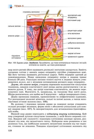 128
ТЕМА 5
øàð ÿêîãî ðîãîâіє (éîãî íàçèâàþòü ðîãîâèì) і ïîñòóïîâî çëóùóєòüñÿ. Çàìіñòü
çëóùåíèõ êëіòèí ó íèæíіõ øàðàõ åïіäåðìіñó ïîñòіéíî óòâîðþþòüñÿ íîâі.
Öþ éîãî ÷àñòèíó íàçèâàþòü ðîñòêîâèì øàðîì. Òîáòî åïіäåðìіñ çäàòíèé äî
ñàìîâіäíîâëåííÿ. Ïîâíå îíîâëåííÿ åïіäåðìіñó øêіðè â ëþäèíè òðèâàє
áëèçüêî 20 äíіâ. Óíàñëіäîê íîñіííÿ òіñíîãî âçóòòÿ â ëþäèíè ìîæóòü óòâî-
ðþâàòèñÿ ìîçîëі, ÿêі є ìіñöåâèì ïîòîâùåííÿì ðîãîâîãî øàðó åïіäåðìіñó.
Äåðìà, àáî âëàñíå øêіðà, óòâîðåíà ïåðåâàæíî âîëîêíèñòîþ ñïîëó÷íîþ
òêàíèíîþ, çàâäÿêè åëàñòè÷íîñòі ÿêîї øêіðà çäàòíà ðîçòÿãóâàòèñÿ і íå çà-
âàæàòè ðóõàì. Ó òîìó, ùî øêіðі âëàñòèâà åëàñòè÷íіñòü, âè ìîæåòå ïåðå-
êîíàòèñÿ ñàìі. Âіäòÿãíіòü її, íàïðèêëàä, íà òèëüíîìó áîöі êèñòі ðóêè.
Øêіðà ðîçòÿãíåòüñÿ, àëå ùîéíî âè її âіäïóñòèòå – íàáóäå ïîïåðåäíüîãî ñòàíó.
Äåðìà ïðîíèçàíà íåðâàìè, êðîâîíîñíèìè òà ëіìôàòè÷íèìè ñóäèíàìè.
Òóò ðîçòàøîâàíі âîëîñÿíі ìіøå÷êè, ñàëüíі òà ïîòîâі çàëîçè, à òàêîæ íåïî-
ñìóãîâàíі ì’ÿçîâі âîëîêíà (ìàë. 106).
Íà äîëîíÿõ і ïіäîøâàõ âèïèíè äåðìè íà ïîâåðõíі øêіðè óòâîðþþòü
ñêëàäíі ðåëüєôíі ìàëþíêè, ôîðìà ÿêèõ є àáñîëþòíî óíіêàëüíîþ äëÿ êîæ-
íîї ëþäèíè (ìàë. 107). Їõ âèêîðèñòîâóþòü äëÿ âñòàíîâëåííÿ (іäåíòèôіêà-
öії) îñîáè.
Íèæíіé øàð äåðìè ïåðåõîäèòü ó ïіäøêіðíó æèðîâó êëіòêîâèíó. Öåé
øàð óòâîðåíèé ïóõêîþ ñïîëó÷íîþ òêàíèíîþ, ó ÿêіé áàãàòî æèðîâèõ êëі-
òèí. Çàâäÿêè öіé «ïóõêîñòі» ïіäøêіðíà êëіòêîâèíà çàõèùàє îðãàíè, ðîç-
ìіùåíі ïіä íåþ, âіä ìåõàíі÷íîãî òèñêó. Íàéêðàùå âîíà ðîçâèíåíà â òèõ
äіëÿíêàõ òіëà, ùî íàéáіëüøå çàçíàþòü ìåõàíі÷íèõ âïëèâіâ ïіä ÷àñ ñèäіí-
íÿ, ñòîÿííÿ ÷è ëåæàííÿ. Òîâùèíà ïіäøêіðíîї êëіòêîâèíè çàëåæèòü âіä
Мал. 106. Будова шкіри. Завдання. Пригадайте, що таке епітеліальна тканина і які види
епітелію ви знаєте, що таке регенерація
стриижень волосини
сальна залоза
власне шкіра
ростковий шар
рецептори шкіри
м’яз волосини
цибулина волосини
волосяна сумка
потова залоза
жирові клітини
кровоносні судини
зроговілий шар
епідермісу
підшкірна
клітковина
 
