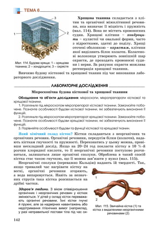 142
ТЕМА 6
Õðÿùîâà òêàíèíà ñêëàäàєòüñÿ ç êëі-
òèí òà îðãàíі÷íîї ìіæêëіòèííîї ðå÷îâè-
íè, ÿêà âèçíà÷àє її ìіöíіñòü і ïðóæíіñòü
(ìàë. 114). Âîíà íå ìіñòèòü êðîâîíîñíèõ
ñóäèí. Õðÿùîâі êëіòèíè – õîíäðîöè-
òè – êóëÿñòîї ÷è îâàëüíîї ôîðìè, ÷àñòî
ç âіäðîñòêàìè, çäàòíі äî ïîäіëó. Õðÿùі
îòî÷åíі îáîëîíêîþ – îõðÿñòÿì, êëіòèíè
ÿêîї âèäіëÿþòü áіëîê êîëàãåí. Êîëàãåíî-
âі âîëîêîíöÿ óòâîðþþòü çîâíіøíіé øàð
îõðÿñòÿ, äå ïðîõîäÿòü êðîâîíîñíі ñóäè-
íè і íåðâè. Çà ðàõóíîê îõðÿñòÿ ìîæëèâà
ðåãåíåðàöіÿ õðÿùîâîї òêàíèíè.
Âèâ÷èìî áóäîâó êіñòêîâîї òà õðÿùîâîї òêàíèí ïіä ÷àñ âèêîíàííÿ ëàáî-
ðàòîðíîãî äîñëіäæåííÿ.
ËÀÁÎÐÀÒÎÐÍÅ ÄÎÑËІÄÆÅÍÍß
Ìіêðîñêîïі÷íà áóäîâà êіñòêîâîї òà õðÿùîâîї òêàíèíè
Îáëàäíàííÿ òà îá’єêòè äîñëіäæåííÿ: ìіêðîñêîïè, ìіêðîïðåïàðàòè êіñòêîâîї òà
õðÿùîâîї òêàíèíè.
1. Ðîçãëÿíüòå ïіä ìіêðîñêîïîì ìіêðîïðåïàðàò êіñòêîâîї òêàíèíè. Çàìàëþéòå ïîáà-
÷åíå. Ïîçíà÷òå îñîáëèâîñòі áóäîâè êіñòêîâîї òêàíèíè, ÿêі çàáåçïå÷óþòü âèêîíàííÿ її
ôóíêöіé.
2. Ðîçãëÿíüòå ïіä ìіêðîñêîïîì ìіêðîïðåïàðàò õðÿùîâîї òêàíèíè. Çàìàëþéòå ïîáà-
÷åíå. Ïîçíà÷òå îñîáëèâîñòі áóäîâè õðÿùîâîї òêàíèíè, ÿêі çàáåçïå÷óþòü âèêîíàííÿ її
ôóíêöіé.
3. Ïîðіâíÿéòå îñîáëèâîñòі áóäîâè òà ôóíêöії êіñòêîâîї òà õðÿùîâîї òêàíèí.
ßêèé õіìі÷íèé ñêëàä êіñòîê? Êіñòêè ñêëàäàþòüñÿ ç íåîðãàíі÷íèõ òà
îðãàíі÷íèõ ðå÷îâèí. Îðãàíі÷íі ðå÷îâèíè, ïåðåäóñіì áіëêè (êîëàãåí), íàäà-
þòü êіñòêàì ãíó÷êîñòі òà ïðóæíîñòі. Ïåðåêîíàòèñü ó öüîìó ìîæíà, ïðîâі-
âøè íåñêëàäíèé äîñëіä. ßêùî íà 20–24 ãîä ïîêëàñòè êіñòêó â 10 %-é
ðîç÷èí õëîðèäíîї êèñëîòè, òî її íåîðãàíі÷íі ðå÷îâèíè ïîñòóïîâî ðîç÷è-
íÿòüñÿ, çàëèøàòüñÿ ëèøå îðãàíі÷íі ñïîëóêè. Îáðîáëåíà â òàêèé ñïîñіá
êіñòêà ñòàє òàêîþ ãíó÷êîþ, ùî її ìîæíà çàâ’ÿçàòè ó âóçîë (ìàë. 115).
Íåîðãàíі÷íі ñïîëóêè (ïåðåâàæíî Êàëüöіþ) íàäàþòü їé òâåðäîñòі. Òàê,
ÿêùî òðèâàëèé ÷àñ íàãðіâàòè êіñòêó íà
âîãíі, îðãàíі÷íі ðå÷îâèíè çãîðÿþòü,
à âîäà âèïàðîâóєòüñÿ. Íàâіòü çà íåçíà÷-
íèõ ñòðóñіâ òàêà êіñòêà ðîçñèïàєòüñÿ íà
äðіáíі ÷àñòêè.
Здоров’я людини. З віком співвідношення
органічних і неорганічних речовин у кістках
змінюється. У дітей у складі кісток переважа-
ють органічні речовини. Їхні кістки гнучкі
й пружні, але за надмірних навантажень або
недотримання гігієнічних вимог (наприклад,
у разі неправильної постави тіла під час си-
Мал. 115. Звичайна кістка (1) та
кістка з видаленими неорганічними
речовинами (2)
1
2
Мал. 114. Будова хряща: 1 – хрящова
тканина; 2 – хондроцити; 3 – охрястя
1
3
2
 