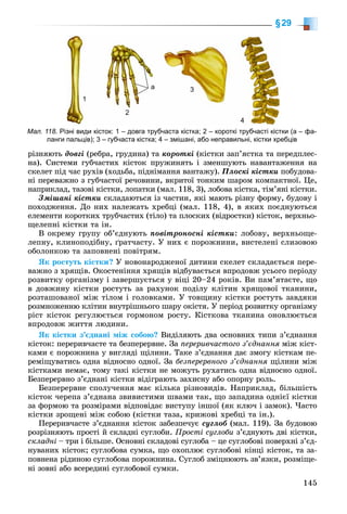 145
§29
ðіçíÿþòü äîâãі (ðåáðà, ãðóäèíà) òà êîðîòêі (êіñòêè çàï’ÿñòêà òà ïåðåäïëåñ-
íà). Ñèñòåìè ãóá÷àñòèõ êіñòîê ïðóæèíÿòü і çìåíøóþòü íàâàíòàæåííÿ íà
ñêåëåò ïіä ÷àñ ðóõіâ (õîäüáà, ïіäíіìàííÿ âàíòàæó). Ïëîñêі êіñòêè ïîáóäîâà-
íі ïåðåâàæíî ç ãóá÷àñòîї ðå÷îâèíè, âêðèòîї òîíêèì øàðîì êîìïàêòíîї. Öå,
íàïðèêëàä, òàçîâі êіñòêè, ëîïàòêè (ìàë. 118, 3), ëîáîâà êіñòêà, òіì’ÿíі êіñòêè.
Çìіøàíі êіñòêè ñêëàäàþòüñÿ іç ÷àñòèí, ÿêі ìàþòü ðіçíó ôîðìó, áóäîâó і
ïîõîäæåííÿ. Äî íèõ íàëåæàòü õðåáöі (ìàë. 118, 4), â ÿêèõ ïîєäíóþòüñÿ
åëåìåíòè êîðîòêèõ òðóá÷àñòèõ (òіëî) òà ïëîñêèõ (âіäðîñòêè) êіñòîê, âåðõíüî-
ùåëåïíі êіñòêè òà іí.
Â îêðåìó ãðóïó îá’єäíóþòü ïîâіòðîíîñíі êіñòêè: ëîáîâó, âåðõíüîùå-
ëåïíó, êëèíîïîäіáíó, ґðàò÷àñòó. Ó íèõ є ïîðîæíèíè, âèñòåëåíі ñëèçîâîþ
îáîëîíêîþ òà çàïîâíåíі ïîâіòðÿì.
ßê ðîñòóòü êіñòêè? Ó íîâîíàðîäæåíîї äèòèíè ñêåëåò ñêëàäàєòüñÿ ïåðå-
âàæíî ç õðÿùіâ. Îêîñòåíіííÿ õðÿùіâ âіäáóâàєòüñÿ âïðîäîâæ óñüîãî ïåðіîäó
ðîçâèòêó îðãàíіçìó і çàâåðøóєòüñÿ ó âіöі 20–24 ðîêіâ. Âè ïàì’ÿòàєòå, ùî
â äîâæèíó êіñòêè ðîñòóòü çà ðàõóíîê ïîäіëó êëіòèí õðÿùîâîї òêàíèíè,
ðîçòàøîâàíîї ìіæ òіëîì і ãîëîâêàìè. Ó òîâùèíó êіñòêè ðîñòóòü çàâäÿêè
ðîçìíîæåííþ êëіòèí âíóòðіøíüîãî øàðó îêіñòÿ. Ó ïåðіîä ðîçâèòêó îðãàíіçìó
ðіñò êіñòîê ðåãóëþєòüñÿ ãîðìîíîì ðîñòó. Êіñòêîâà òêàíèíà îíîâëþєòüñÿ
âïðîäîâæ æèòòÿ ëþäèíè.
ßê êіñòêè ç’єäíàíі ìіæ ñîáîþ? Âèäіëÿþòü äâà îñíîâíèõ òèïè ç’єäíàííÿ
êіñòîê: ïåðåðèâ÷àñòå òà áåçïåðåðâíå. Çà ïåðåðèâ÷àñòîãî ç’єäíàííÿ ìіæ êіñò-ÿ
êàìè є ïîðîæíèíà ó âèãëÿäі ùіëèíè. Òàêå ç’єäíàííÿ äàє çìîãó êіñòêàì ïå-
ðåìіùóâàòèñü îäíà âіäíîñíî îäíîї. Çà áåçïåðåðâíîãî ç’єäíàííÿ ùіëèíè ìіæÿ
êіñòêàìè íåìàє, òîìó òàêі êіñòêè íå ìîæóòü ðóõàòèñü îäíà âіäíîñíî îäíîї.
Áåçïåðåðâíî ç’єäíàíі êіñòêè âіäіãðàþòü çàõèñíó àáî îïîðíó ðîëü.
Áåçïåðåðâíå ñïîëó÷åííÿ ìàє êіëüêà ðіçíîâèäіâ. Íàïðèêëàä, áіëüøіñòü
êіñòîê ÷åðåïà ç’єäíàíà çâèâèñòèìè øâàìè òàê, ùî çàïàäèíà îäíієї êіñòêè
çà ôîðìîþ òà ðîçìіðàìè âіäïîâіäàє âèñòóïó іíøîї (ÿê êëþ÷ і çàìîê). ×àñòî
êіñòêè çðîùåíі ìіæ ñîáîþ (êіñòêè òàçà, êðèæîâі õðåáöі òà іí.).
Ïåðåðèâ÷àñòå ç’єäíàííÿ êіñòîê çàáåçïå÷óє ñóãëîá (ìàë. 119). Çà áóäîâîþ
ðîçðіçíÿþòü ïðîñòі é ñêëàäíі ñóãëîáè. Ïðîñòі ñóãëîáè ç’єäíóþòü äâі êіñòêè,
ñêëàäíі – òðè і áіëüøå. Îñíîâíі ñêëàäîâі ñóãëîáà – öå ñóãëîáîâі ïîâåðõíі ç’єä-
íóâàíèõ êіñòîê; ñóãëîáîâà ñóìêà, ùî îõîïëþє ñóãëîáîâі êіíöі êіñòîê, òà çà-
ïîâíåíà ðіäèíîþ ñóãëîáîâà ïîðîæíèíà. Ñóãëîá çìіöíþþòü çâ’ÿçêè, ðîçìіùå-
íі çîâíі àáî âñåðåäèíі ñóãëîáîâîї ñóìêè.
Мал. 118. Різні види кісток: 1 – довга трубчаста кістка; 2 – короткі трубчасті кістки (а – фа-
ланги пальців); 3 – губчаста кістка; 4 – змішані, або неправильні, кістки хребців
1
2
а 3
4
 