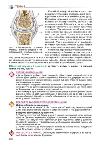 146
ТЕМА 6
Ñóãëîáîâі ïîâåðõíі êіñòîê âêðèòі ãëà-
äåíüêèì ñóãëîáîâèì õðÿùåì, ÿêèé çìåí-
øóє òåðòÿ êіñòîê ìіæ ñîáîþ ïіä ÷àñ ðóõó.
Ñóãëîáîâà ïîâåðõíÿ îäíієї ç êіñòîê, ÿêà
âõîäèòü äî ñêëàäó ñóãëîáà, îïóêëà – öå
ãîëîâêà ñóãëîáà. Â іíøîї êіñòêè ñóãëîáîâà
ïîâåðõíÿ óâіãíóòà і ìàє íàçâó ñóãëîáîâîї
çàïàäèíè. Òàêà áóäîâà ñóãëîáîâèõ ïîâåð-
õîíü çàáåçïå÷óє ùіëüíå ïðèëÿãàííÿ êіñ-
òîê îäíà äî îäíîї. Öüîìó òàêîæ ñïðèÿє
òå, ùî ñóãëîáîâà ïîðîæíèíà ãåðìåòè÷íî
іçîëüîâàíà і òèñê ó íіé ìåíøèé çà àòìî-
ñôåðíèé. Òîìó âíàñëіäîê äії àòìîñôåðíî-
ãî òèñêó ñóãëîáîâà ãîëîâêà îäíієї êіñòêè
ïðèòèñêàєòüñÿ äî çàïàäèíè іíøîї.
Ñóãëîáîâà ïîðîæíèíà îòî÷åíà ñïîëó÷íî-
òêàíèííîþ ñóãëîáîâîþ ñóìêîþ, ÿêà îõîï-
ëþє ñóãëîáîâі ïîâåðõíі êіñòîê. Çîâíіøíіé
øàð ñóìêè ïåðåõîäèòü â îêіñòÿ, à âíóòðіøíіé – ìіñòèòü ñåêðåòîðíі êëіòèíè,
ÿêі âèäіëÿþòü ðіäèíó â ïîðîæíèíó ñóãëîáà. Ðіäèíà âіäіãðàє ðîëü ìàñòèëà,
à òàêîæ ìіñòèòü ïîæèâíі ðå÷îâèíè äëÿ êëіòèí ñóãëîáîâîãî õðÿùà.
Êëþ÷îâі òåðìіíè і ïîíÿòòÿ: òðóá÷àñòі, ãóá÷àñòі, ïëîñêі òà çìіøàíі
êіñòêè, îêіñòÿ, ñóãëîá.
УЗАГАЛЬНИМО ЗНАННЯ
Кістки бувають трубчасті (довгі та короткі), губчасті (довгі та короткі), плоскі та
змішані. Довгі трубчасті кістки складаються з головок і тіла, усередині якого є по-
рожнина, заповнена жовтим кістковим мозком; губчасті, плоскі та змішані кістки
такої порожнини не мають.
Кістки вкриті сполучнотканинною оболонкою – окістям. У довжину трубчасті
кістки ростуть за рахунок хрящових прошарків, розташованих між тілом кістки
та її головками, а в товщину – за рахунок окістя.
Кістки можуть бути сполучені за допомогою хрящів, швів чи зрощені безпе-
рервно, а тому не здатні до переміщення одна відносно одної або ж ці рухи
значно обмежені. Натомість суглоби забезпечують ті чи інші рухи з’єднаних
кісток у певних площинах.
ПЕРЕВІРТЕ ТА ЗАСТОСУЙТЕ ЗДОБУТІ ЗНАННЯ
Дайте відповідь на запитання
1. Які типи кісток ви знаєте? 2. Як з’єднані між собою кістки у скелеті людини?
3. Які види безперервного з’єднання кісток ви знаєте? 4. Яка будова суглобів?
Виберіть одну правильну відповідь
1. Укажіть структури, які беруть участь у процесі потовщення кісток людини:
а) окістя; б) компактна речовина; в) губчаста речовина; г) жовтий кістковий мозок.
2. Укажіть, за рахунок чого відбувається ріст трубчастих кісток у довжину:
а) окістя; б) охрястя; в) губчастої речовини; г) прошарків хрящової тканини між
тілом та головками кістки.
3. Укажіть тип кісток, до якого належать плечові та стегнові кістки: а) трубчасті
довгі; б) трубчасті короткі; в) губчасті; г) змішані.
ОБГОВОРІТЬ У ГРУПАХ. Обґрунтуйте взаємозв’язок внутрішньої та зовніш-
ньої будови кісток з їхніми функціями.
Мал. 119. Будова суглоба: 1 – головка
суглоба; 2 – суглобова западина; 3 – суг-
лобова сумка; 4 – суглобова порожнина;
5 – хрящ
1
3
2
4
5
 