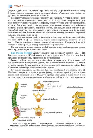 148
ТЕМА 6
(âåðõíіõ äèõàëüíèõ øëÿõіâ) і òðàâíîãî êàíàëó (ïîðîæíèíè íîñà òà ðîòà).
Îáèäâà âіääіëè ñêëàäàþòüñÿ ç îêðåìèõ êіñòîê, ç’єäíàíèõ ìіæ ñîáîþ íå-
ðóõîìî, çà âèíÿòêîì íèæíüîї ùåëåïè.
Äî ñêëàäó ìîçêîâîãî âіääіëó âõîäÿòü äâі ïàðíі òà ÷îòèðè íåïàðíі êіñò-
êè, ç’єäíàíі çà äîïîìîãîþ øâіâ (ìàë. 120, 2 À). Âîíè ñòâîðþþòü íàäіé-
íèé çàõèñò ãîëîâíîãî ìîçêó. Çîêðåìà, îñíîâó ÷åðåïà óòâîðþє ïîòèëè÷íà
êіñòêà. Âîíà ìàє îòâіð, ùî ñïîëó÷àє ïîðîæíèíè ÷åðåïà òà õðåáòîâîãî
êàíàëó, ÿêèì ïðîõîäèòü ñïèííèé ìîçîê. Ïî îáèäâà áîêè îòâîðó є äâà
ñóãëîáîâі âèðîñòè, çà äîïîìîãîþ ÿêèõ ÷åðåï ñïîëó÷àєòüñÿ іç ïåðøèì
øèéíèì õðåáöåì. Іíøèìè êіñòêàìè ìîçêîâîãî âіääіëó є: òіì’ÿíі, ñêðîíåâі,
ëîáîâà, êëèíîïîäіáíà òà іí.
Äî êіñòîê ëèöüîâîãî âіääіëó íàëåæàòü øіñòü ïàðíèõ і òðè íåïàðíі êіñò-
êè (ìàë. 120, 2 Á). Öå, çîêðåìà, ïàðíі âåðõíüîùåëåïíі, âèëè÷íі, íîñîâі
òîùî. Íèæíÿ ùåëåïà – єäèíà ðóõîìà êіñòêà ÷åðåïà. Ó âåðõíіõ і íèæíіé
ùåëåïàõ є êîìіðêè, ó ÿêèõ ðîçòàøîâàíі êîðåíі çóáіâ.
Êіñòêè îñíîâè ÷åðåïà ìàþòü äðіáíі îòâîðè, êðіçü ÿêі ïðîõîäÿòü êðîâî-
íîñíі ñóäèíè і ÷åðåïíî-ìîçêîâі íåðâè.
ßêà áóäîâà õðåáòà? Õðåáåò ëþäèíè ìàє S-ïîäіáíó ôîðìó (ìàë. 121).
Âіí ñêëàäàєòüñÿ ç 30–34 õðåáöіâ і ïîäіëÿєòüñÿ íà 5 âіääіëіâ: øèéíèé,
ãðóäíèé, ïîïåðåêîâèé, êðèæîâèé òà êóïðèêîâèé.
Êîæåí õðåáåöü ñêëàäàєòüñÿ ç òіëà, äóãè òà âіäðîñòêіâ. Ìіæ òіëàìè õðåá-
öіâ ðîçòàøîâàíі ìіæõðåáöåâі äèñêè, ÿêі є ïëàñòèíêàìè ç õðÿùà. Öі äèñêè,
à òàêîæ çâ’ÿçêè áåðóòü ó÷àñòü ó ñïîëó÷åííі ñóñіäíіõ õðåáöіâ ìіæ ñîáîþ. Òàêå
ç’єäíàííÿ çàáåçïå÷óє çíà÷íó ãíó÷êіñòü õðåáòà.
Äóãà, ÿêà âіäõîäèòü âіä òіëà õðåáöÿ, ìàє õðåáòîâèé îòâіð (ìàë. 121, 2).
Õðåáòîâі îòâîðè âñіõ õðåáöіâ ðàçîì ôîðìóþòü êàíàë õðåáòà, ó ÿêîìó ðîç-
òàøîâàíèé ñïèííèé ìîçîê. Âіä äóãè õðåáöіâ âіäõîäÿòü 7 âіäðîñòêіâ: ç íèõ
÷îòèðè ñëóãóþòü äëÿ ñïîëó÷åííÿ õðåáöіâ ìіæ ñîáîþ, à òðè – äëÿ ïðèєäíàí-
Мал. 121. 1. Будова хребта. 2. Будова хребця. 3. З’єднання хребців між собою.
Завдання. Зазначте відмінності в будові хребців з різних відділів хребта. Поясніть їх
3
2
тіло
1
шийний
відділ
риковий відділкупр
крижовий відділ
груднийг
відділв
поперековий
відділ
рудний хребецьгр
міжхребцевий дискебцевий диск
шийний хребецьшийний хребец
поперековий хребецьп
стистий відростокос
дуга
хребтовий отвір
 