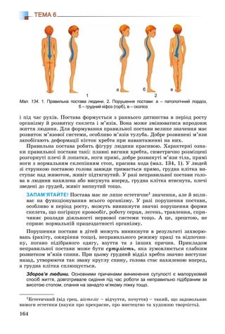 164
ТЕМА 6
і ïіä ÷àñ ðóõіâ. Ïîñòàâà ôîðìóєòüñÿ ç ðàííüîãî äèòèíñòâà â ïåðіîä ðîñòó
îðãàíіçìó é ðîçâèòêó ñêåëåòà і ì’ÿçіâ. Âîíà ìîæå çìіíþâàòèñÿ âïðîäîâæ
æèòòÿ ëþäèíè. Äëÿ ôîðìóâàííÿ ïðàâèëüíîї ïîñòàâè âåëèêå çíà÷åííÿ ìàє
ðîçâèòîê ì’ÿçîâîї ñèñòåìè, îñîáëèâî ì’ÿçіâ òóëóáà. Äîáðå ðîçâèíåíі ì’ÿçè
çàïîáіãàþòü äåôîðìàöії êіñòîê õðåáòà ïðè íàâàíòàæåííі íà íèõ.
Ïðàâèëüíà ïîñòàâà ðîáèòü ôіãóðó ëþäèíè êðàñèâîþ. Õàðàêòåðíі îçíà-
êè ïðàâèëüíîї ïîñòàâè òàêі: ïëàâíі âèãèíè õðåáòà, ñèìåòðè÷íî ðîçìіùåíі
ðîçãîðíóòі ïëå÷і é ëîïàòêè, íîãè ïðÿìі, äîáðå ðîçâèíóòі ì’ÿçè òіëà, ïðÿìі
íîãè ç íîðìàëüíèì ñêëåïіííÿì ñòîï, êðàñèâà õîäà (ìàë. 134, 1). Ó ëþäåé
çі ñòðóíêîþ ïîñòàâîþ ãîëîâà çàâæäè òðèìàєòüñÿ ïðÿìî, ãðóäíà êëіòêà âè-
ñòóïàє íàä æèâîòîì, æèâіò ïіäòÿãíóòèé. Ó ðàçі íåïðàâèëüíîї ïîñòàâè ãîëî-
âà â ëþäèíè íàõèëåíà àáî âèñóíóòà âïåðåä, ãðóäíà êëіòêà âòèñíóòà, ïëå÷і
çâåäåíі äî ãðóäåé, æèâіò âèïíóòèé òîùî.
ЗАПАМ’ЯТАЙТЕ! Ïîñòàâà ìàє íå ëèøå åñòåòè÷íå1 çíà÷åííÿ, àëå é âïëè-
âàє íà ôóíêöіîíóâàííÿ âñüîãî îðãàíіçìó. Ó ðàçі ïîðóøåííÿ ïîñòàâè,
îñîáëèâî â ïåðіîä ðîñòó, ìîæóòü âèíèêíóòè çíà÷íі ïîðóøåííÿ ôîðìè
ñêåëåòà, ùî ïîãіðøóє êðîâîîáіã, ðîáîòó ñåðöÿ, ëåãåíü, òðàâëåííÿ, ñïðè-
÷èíÿє ðîçëàäè äіÿëüíîñòі íåðâîâîї ñèñòåìè òîùî. À öå, çðåøòîþ, íå
ñïðèÿє íîðìàëüíіé ïðàöåçäàòíîñòі îðãàíіçìó.
Ïîðóøåííÿ ïîñòàâè â äіòåé ìîæóòü âèíèêíóòè â ðåçóëüòàòі çàõâîðþ-
âàíü (ðàõіòó, îæèðіííÿ òîùî), íåïðàâèëüíîãî ðåæèìó ïðàöі òà âіäïî÷èí-
êó, ïîãàíî ïіäіáðàíîãî îäÿãó, âçóòòÿ òà ç іíøèõ ïðè÷èí. Ïðèêëàäîì
íåïðàâèëüíîї ïîñòàâè ìîæå áóòè ñóòóëіñòü, ÿêà çóìîâëþєòüñÿ ñëàáêèì
ðîçâèòêîì ì’ÿçіâ ñïèíè. Ïðè öüîìó ãðóäíèé âіääіë õðåáòà çíà÷íî âèñòóïàє
íàçàä, óòâîðþþ÷è òàê çâàíó êðóãëó ñïèíó, ãîëîâà ñòàє íàõèëåíîþ âïåðåä,
à ãðóäíà êëіòêà ñïëþùóєòüñÿ.
Здоров’я людини. Основними причинами виникнення сутулості є малорухомий
спосіб життя, довготривале сидіння під час роботи за неправильно підібраним за
висотою столом, спання на занадто м’якому ліжку тощо.
1Åñòåòè÷íèé (âіä ãðåö. àіñòåçіñ – âіä÷óòòÿ, ïî÷óòòÿ) – òàêèé, ùî çàäîâîëüíÿє
âèìîãè åñòåòèêè (íàóêè ïðî ïðåêðàñíå, ïðî ìèñòåöòâî òà õóäîæíþ òâîð÷іñòü).
Мал. 134. 1. Правильна постава людини. 2. Порушення постави: а – патологічний лордоз,
б – грудний кіфоз (горб), в – сколіоз
1 2
а б в
 