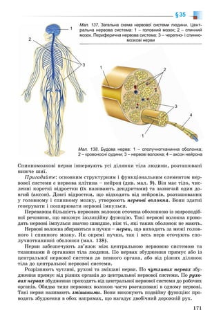 171
§35
1
2
3
. 137Мал. . Загальна схема нервової системи людини. Цент-
ьна нервова система: 1 – головний мозок; 2 – спиннийраль
ок. Периферична нервова система: 3 – черепно- і спинно-мозо
мозкові нерви
1
3
4
1
2
138Мал. . Будова нерва: 1 – сполучнотканинна оболонка;ерва: 1 – сполучнотканинна об
ровоносні судини; 3 – нервові волокна; 4 – аксон нейрона2 – кр 3 – нервові волокна; 4 –
Ñïèííîìîçêîâі íåðâè іííåðâóþòü óñі äіëÿíêè òіëà ëþäèíè, ðîçòàøîâàíіêè òіëà ë
íèæ÷å øèї.
Ïðèãàäàéòå: îñíîâíèì ñòðóêòóðíèì і ôóíêöіîíàëüíèì åëåìåíòîì íåð-
âîâîї ñèñòåìè є íåðâîâà êëіòèíà – íåéðîí (äèâ. ìàë. 9). Âіí ìàє òіëî, ÷èñ-
ëåííі êîðîòêі âіäðîñòêè (їõ íàçèâàþòü äåíäðèòàìè) òà çàçâè÷àé îäèí äî-
âãèé (àêñîí). Äîâãі âіäðîñòêè, ùî âіäõîäÿòü âіä íåéðîíіâ, ðîçòàøîâàíèõ
ó ãîëîâíîìó і ñïèííîìó ìîçêó, óòâîðþþòü íåðâîâі âîëîêíà. Âîíè çäàòíі
ãåíåðóâàòè і ïîøèðþâàòè íåðâîâі іìïóëüñè.
Ïåðåâàæíà áіëüøіñòü íåðâîâèõ âîëîêîí îòî÷åíà îáîëîíêîþ іç æèðîïîäіá-
íîї ðå÷îâèíè, ùî âèêîíóє іçîëÿöіéíó ôóíêöіþ. Òàêі íåðâîâі âîëîêíà ïðîâî-
äÿòü íåðâîâі іìïóëüñè çíà÷íî øâèäøå, íіæ òі, ÿêі òàêèõ îáîëîíîê íå ìàþòü.
Íåðâîâі âîëîêíà çáèðàþòüñÿ â ïó÷êè – íåðâè, ùî âèõîäÿòü çà ìåæі ãîëîâ-
íîãî і ñïèííîãî ìîçêó. ßê îêðåìі ïó÷êè, òàê і âåñü íåðâ îòî÷óþòü ñïî-
ëó÷íîòêàíèííі îáîëîíêè (ìàë. 138).
Íåðâè çàáåçïå÷óþòü çâ’ÿçîê ìіæ öåíòðàëüíîþ íåðâîâîþ ñèñòåìîþ òà
òêàíèíàìè é îðãàíàìè òіëà ëþäèíè. Ïî íåðâàõ çáóäæåííÿ ïðÿìóє àáî іç
öåíòðàëüíîї íåðâîâîї ñèñòåìè äî ïåâíîãî îðãàíà, àáî âіä ðіçíèõ äіëÿíîê
òіëà äî öåíòðàëüíîї íåðâîâîї ñèñòåìè.
Ðîçðіçíÿþòü ÷óòëèâі, ðóõîâі òà çìіøàíі íåðâè. Ïî ÷óòëèâèõ íåðâàõ çáó-
äæåííÿ ïðÿìóє âіä ðіçíèõ îðãàíіâ äî öåíòðàëüíîї íåðâîâîї ñèñòåìè. Ïî ðóõî-
âèõ íåðâàõ çáóäæåííÿ ïðîõîäèòü âіä öåíòðàëüíîї íåðâîâîї ñèñòåìè äî ðîáî÷èõ
îðãàíіâ. Îáèäâà òèïè íåðâîâèõ âîëîêîí ÷àñòî ðîçòàøîâàíі â îäíîìó íåðâîâі.
Òàêі íåðâè íàçèâàþòü çìіøàíèìè. Âîíè âèêîíóþòü ïîäâіéíó ôóíêöіþ: ïðî-
âîäÿòü çáóäæåííÿ â îáîõ íàïðÿìàõ, ùî íàãàäóє äâîáі÷íèé äîðîæíіé ðóõ.
 