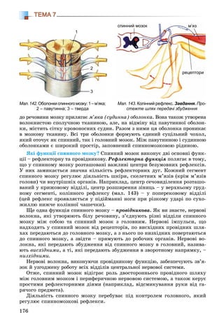 176
ТЕМА 7
äî ðå÷îâèíè ìîçêó ïðèëÿãàє ì’ÿêà (ñóäèííà) îáîëîíêà. Âîíà òàêîæ óòâîðåíà
âîëîêíèñòîþ ñïîëó÷íîþ òêàíèíîþ, àëå, íà âіäìіíó âіä ïàâóòèííîї îáîëîí-
êè, ìіñòèòü ñіòêó êðîâîíîñíèõ ñóäèí. Ðàçîì ç íèìè öÿ îáîëîíêà ïðîíèêàє
â ìîçêîâó òêàíèíó. Âñі òðè îáîëîíêè ôîðìóþòü єäèíèé ñóöіëüíèé ÷îõîë,
ÿêèé îòî÷óє ÿê ñïèííèé, òàê і ãîëîâíèé ìîçîê. Ìіæ ïàâóòèííîþ і ñóäèííîþ
îáîëîíêàìè є øèðîêèé ïðîñòіð, çàïîâíåíèé ñïèííîìîçêîâîþ ðіäèíîþ.
ßêі ôóíêöії ñïèííîãî ìîçêó? Ñïèííèé ìîçîê âèêîíóє äâі îñíîâíі ôóíê-
öії – ðåôëåêòîðíó òà ïðîâіäíèêîâó. Ðåôëåêòîðíà ôóíêöіÿ ïîëÿãàє â òîìó,
ùî ó ñïèííîìó ìîçêó ðîçòàøîâàíі âàæëèâі öåíòðè áåçóìîâíèõ ðåôëåêñіâ.
Ó íèõ çàìèêàєòüñÿ çíà÷íà êіëüêіñòü ðåôëåêòîðíèõ äóã. Êîæíèé ñåãìåíò
ñïèííîãî ìîçêó ðåãóëþє äіÿëüíіñòü øêіðè, ñêåëåòíèõ ì’ÿçіâ (êðіì ì’ÿçіâ
ãîëîâè) ÷è âíóòðіøíіõ îðãàíіâ. Íàïðèêëàä, öåíòð ñå÷îâèäіëåííÿ ðîçòàøî-
âàíèé ó êðèæîâîìó âіääіëі, öåíòð ðîçøèðåííÿ çіíèöü – ó âåðõíüîìó ãðóä-
íîìó ñåãìåíòі, êîëіííîãî ðåôëåêñó (ìàë. 143) – ó ïîïåðåêîâîìó âіääіëі
(öåé ðåôëåêñ ïðîÿâëÿєòüñÿ ó ïіäіéìàííі íîãè ïðè ðіçêîìó óäàðі ïî ñóõî-
æèëëþ íèæ÷å êîëіííîї ÷àøå÷êè).
Ùå îäíà ôóíêöіÿ ñïèííîãî ìîçêó – ïðîâіäíèêîâà. ßê âè çíàєòå, íåðâîâі
âîëîêíà, ÿêі óòâîðþþòü áіëó ðå÷îâèíó, ç’єäíóþòü ðіçíі âіääіëè ñïèííîãî
ìîçêó ìіæ ñîáîþ òà ñïèííèé ìîçîê ç ãîëîâíèì. Íåðâîâі іìïóëüñè, ùî
íàäõîäÿòü ó ñïèííèé ìîçîê âіä ðåöåïòîðіâ, ïî âèñõіäíèõ ïðîâіäíèõ øëÿ-
õàõ ïåðåäàþòüñÿ äî ãîëîâíîãî ìîçêó, à ç íüîãî ïî íèçõіäíèõ ïîâåðòàþòüñÿ
äî ñïèííîãî ìîçêó, à çâіäòè – ïðÿìóþòü äî ðîáî÷èõ îðãàíіâ. Íåðâîâі âî-
ëîêíà, ÿêі ïåðåäàþòü çáóäæåííÿ âіä ñïèííîãî ìîçêó â ãîëîâíèé, íàçèâà-
þòü âèñõіäíèìè, à òі, ÿêі ïåðåäàþòü çáóäæåííÿ â çâîðîòíîìó íàïðÿìêó, –
íèçõіäíèìè.
Íåðâîâі âîëîêíà, âèêîíóþ÷è ïðîâіäíèêîâó ôóíêöіþ, çàáåçïå÷óþòü çâ’ÿ-
çîê é óçãîäæåíó ðîáîòó âñіõ âіääіëіâ öåíòðàëüíîї íåðâîâîї ñèñòåìè.
Îòæå, ñïèííèé ìîçîê âіäіãðàє ðîëü äâîñòîðîííüîãî ïðîâіäíîãî øëÿõó
ìіæ ãîëîâíèì ìîçêîì і ïåðèôåðè÷íîþ íåðâîâîþ ñèñòåìîþ, à òàêîæ êåðóє
ïðîñòèìè ðåôëåêòîðíèìè äіÿìè (íàïðèêëàä, âіäñìèêóâàííÿ ðóêè âіä ãà-
ðÿ÷îãî ïðåäìåòà).
Äіÿëüíіñòü ñïèííîãî ìîçêó ïåðåáóâàє ïіä êîíòðîëåì ãîëîâíîãî, ÿêèé
ðåãóëþє ñïèííîìîçêîâі ðåôëåêñè.
Мал. 143. Колінний рефлекс. Завдання. Про-
стежте шлях передачі збудження
Мал.142.Оболонкиспинногомозку:1–м’яка;
2 – павутинна; 3 – тверда
спинний мозок
рецептори
м’яз
1
2
3
 