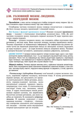 181
§38
ТВОРЧЕ ЗАВДАННЯ. Порівняйте будову головного мозку людини та представ-
ників різних класів хребетних тварин.
§38. ÃÎËÎÂÍÈÉ ÌÎÇÎÊ ËÞÄÈÍÈ:
ÏÅÐÅÄÍІÉ ÌÎÇÎÊ
Пригадайте, з яких частин складається стовбур головного мозку людини. Що со-
бою становлять ядра головного мозку? Що таке гомеостаз?
Ñòîâáóðîâà ÷àñòèíà ãîëîâíîãî ìîçêó ñïåðåäó ñïîëó÷àєòüñÿ ç ïåðåäíіì.
Äî éîãî ñêëàäó âõîäÿòü ïðîìіæíèé і êіíöåâèé ìîçîê.
ßêі áóäîâà і ôóíêöії ïðîìіæíîãî ìîçêó? Îñíîâíі ñêëàäîâі ïðîìіæíîãî
ìîçêó – òàëàìóñ і ãіïîòàëàìóñ (ïіäãîðáîâà äіëÿíêà) (ìàë. 145). Äî öієї
÷àñòèíè ãîëîâíîãî ìîçêó ïіäõîäÿòü íåðâîâі âîëîêíà ІІ ïàðè ÷åðåïíî-ìîç-
êîâèõ íåðâіâ (çîðîâі).
Òàëàìóñ – äіëÿíêà ãîëîâíîãî ìîçêó, ùî ñòàíîâèòü ñîáîþ ñêóï÷åííÿ ñіðîї
ðå÷îâèíè ó âèãëÿäі ÿäåð. Âîíà îõîïëþє îñíîâíó ÷àñòèíó ïðîìіæíîãî ìîçêó.
Òàëàìóñ âіäïîâіäàє çà ïåðåðîçïîäіë іíôîðìàöії. Öÿ іíôîðìàöіÿ âіä ðіçíèõ îð-
ãàíіâ ÷óòòÿ (çà âèíÿòêîì ðåöåïòîðіâ íþõó) ïî âèñõіäíèõ øëÿõàõ íàäõîäèòü
äî ÿäåð òàëàìóñà і äàëі – äî êîðè âåëèêèõ ïіâêóëü êіíöåâîãî ìîçêó. Òàëàìóñ
є öåíòðîì áîëüîâîї ÷óòëèâîñòі, çàìèêàííÿ óìîâíèõ ðåôëåêñіâ, íàâ÷àííÿ.
ЦІКАВО ЗНАТИ! У таламусі можна виділити чотири основні ядра: одне з них пере-
розподіляє зорову інформацію, інші – ту, що надходить від рецепторів слуху, дотику,
рівноваги. Після того як інформація від певних рецепторів надійшла у відповідне
ядро таламуса, там відбувається її первинна обробка, тобто людина первинно від-
чуває температуру, певні зорові або слухові образи тощо.
Здоров’я людини. Таламус відіграє важливу роль у здійсненні процесів запам’ятову-
вання. Його пошкодження може спричинити мимовільне тремтіння кінцівок у стані спо-
кою, часткову втрату пам’яті, порушити мовну функцію та свідомість, а отже, здатність
до навчання.
Ãіïîòàëàìóñ (ïіäãîðáîâà äіëÿíêà) ïîâ’ÿçàíèé ç êîðîþ âåëèêèõ ïіâ-
êóëü, çîðîâèìè ãîðáàìè òàëàìóñà, ìîçî÷êîì òîùî. Ó íüîìó ðîçòàøîâàíі
íåðâîâі öåíòðè, ÿêі ðåãóëþþòü óñі ïðîöå-
ñè æèòòєäіÿëüíîñòі: îáìіí ðå÷îâèí, äіÿëü-
íіñòü ñåðöåâî-ñóäèííîї ñèñòåìè, çàëîç
âíóòðіøíüîї ñåêðåöії, òðàâíîãî òðàêòó,
òåìïåðàòóðó òіëà òîùî. Ç ãіïîòàëàìóñîì
ïîâ’ÿçàíі ñòàíè ñíó, íåñïàííÿ, åìîöії
òîùî. Ó ÿäðàõ ãіïîòàëàìóñà òàêîæ ðîçòà-
øîâàíі íåðâîâі êëіòèíè, ÿêі âèðîáëÿþòü
áіîëîãі÷íî àêòèâíі ðå÷îâèíè, äіÿ ÿêèõ ïî-
äіáíà äî ãîðìîíіâ. Їõ íàçèâàþòü íåéðîãîð-
ìîíàìè. Â єäèíîìó êîìïëåêñі ç åíäî-
êðèííîþ çàëîçîþ – ãіïîôіçîì – ãіïîòàëà-
ìóñ êîíòðîëþє äіÿëüíіñòü óñієї åíäîêðèí-
íîї ñèñòåìè – ñèñòåìè çàëîç âíóòðіøíüîї
ñåêðåöії (äîêëàäíіøå ïðî öå çãîäîì).
Мал. 145. Таламус (1), гіпоталамус (2),
гіпофіз (3)
1
2
3
 