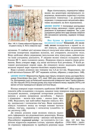 182
ТЕМА 7
ßäðà ãіïîòàëàìóñà, îòðèìóþ÷è іíôîð-
ìàöіþ âіä ðåöåïòîðіâ âíóòðіøíüîãî ñå-
ðåäîâèùà, âèçíà÷àþòü õàðàêòåð і ñòóïіíü
ïîðóøåííÿ ãîìåîñòàçó і çà äîïîìîãîþ
íåðâîâèõ і ãóìîðàëüíèõ ìåõàíіçìіâ åôåê-
òèâíî âïëèâàþòü íà éîãî âіäíîâëåííÿ.
ЦІКАВО ЗНАТИ! У гіпоталамусі розташовані
центри голоду, насичення і спраги, центри за-
доволення та агресивної поведінки. Так, у разі
ушкодження деяких його ядер виникає ожиріння
або виснаження організму, надмірне потовиді-
лення.
ßêà áóäîâà òà ôóíêöії êіíöåâîãî
(âåëèêîãî) ìîçêó? Êіíöåâèé, àáî âåëè-
êèé, ìîçîê ñêëàäàєòüñÿ ç ïðàâîї òà ëі-
âîї ïіâêóëü, ðîçäіëåíèõ ïîçäîâæíüîþ
ùіëèíîþ. Ó ãëèáèíі öієї ùіëèíè ïіâêóëі ñïîëó÷åíі ìіæ ñîáîþ çà äîïîìîãîþ
ñèñòåìè ïîïåðå÷íèõ íåðâîâèõ âîëîêîí, ÿêі óòâîðþþòü ìîçîëèñòå òіëî.
Âîíî çäіéñíþє îáìіí íåðâîâèìè іìïóëüñàìè ìіæ ïіâêóëÿìè, çàáåçïå÷óþ-
÷è їõíþ óçãîäæåíó äіÿëüíіñòü. Ó ëþäèíè âåëèêі ïіâêóëі ñêëàäàþòü ïðè-
áëèçíî 80 % ìàñè ãîëîâíîãî ìîçêó. Ïîâåðõíÿ ïіâêóëü âêðèòà ñіðîþ ðå÷î-
âèíîþ. Âîíà óòâîðþє êîðó, ïіä ÿêîþ ìіñòèòüñÿ áіëà ðå÷îâèíà. Ó áіëіé ðå-
÷îâèíі ðîçòàøîâàíі îêðåìі ÿäðà. Äî êіíöåâîãî ìîçêó íàäõîäÿòü íåðâîâі
âîëîêíà ïåðøîї ïàðè ÷åðåïíî-ìîçêîâèõ íåðâіâ (íþõîâà).
Êîðà â ðіçíèõ äіëÿíêàõ ìàє òîâùèíó âіä 1,2 äî 4,5 ìì. Ïіäðàõîâàíî, ùî
â íіé ìіñòèòüñÿ áëèçüêî 109–1011 íåðâîâèõ êëіòèí, çіáðàíèõ ó øàðè (ìàë. 146).
ЦІКАВО ЗНАТИ! Мікроскопічну будову кори півкуль головного мозку дослідив Воло-
димир Олексійович Бец (мал. 147), який 1860 року закінчив Київський університет
Св. Володимира (нині це Київський національний університет імені Тараса Шевчен-
ка). Він перший (1873) описав рухову зону кори головного мозку і відкрив (1874) у ній
великі клітини пірамідальної форми (клітини Беца).
Ïëîùà ïîâåðõíі êîðè ñòàíîâèòü ïðèáëèçíî 220 000 ìì2. Øàð êîðè ñëіä
óÿâëÿòè íіáè ñêëàäåíèì ó ñêëàäêè, çàâäÿêè ÷îìó ïîâåðõíÿ êîðè ìàє äóæå
ñêëàäíèé ìàëþíîê, óòâîðåíèé ïî÷åðãîâèì ðîçòàøó-
âàííÿì ó ðіçíèõ íàïðÿìêàõ çàãëèáëåíü – áîðîçåí
і ïіäâèùåíü – âàëêіâ ìіæ íèìè – çâèâèí (äèâ. ìàë.
148). Âèäіëÿþòü òðè íàéãëèáøі áîðîçíè ïіâêóëü: áі÷-
íó, öåíòðàëüíó і ïîòèëè÷íî-òіì’ÿíó. Âîíè ïîäіëÿþòü
ïіâêóëі ãîëîâíîãî ìîçêó íà ÷îòèðè îñíîâíі ÷àñòêè:
ëîáîâó, òіì’ÿíó, ñêðîíåâó і ïîòèëè÷íó (çíàéäіòü їõ
íà ìàëþíêó 148).
Äî ïåâíèõ äіëÿíîê êîðè âåëèêèõ ïіâêóëü íàäõî-
äèòü іíôîðìàöіÿ âіä ðіçíîìàíіòíèõ ðåöåïòîðіâ. Êîæíà
òàêà äіëÿíêà – íåðâîâèé öåíòð – âèêîíóє ñâîї ôóíêöії.
Ïðèãàäàéòå: íåðâîâèé öåíòð – öå ñóêóïíіñòü òіë і êî-
ðîòêèõ âіäðîñòêіâ íåðâîâèõ êëіòèí, çäàòíèõ îáðîáëÿ-
òè îòðèìàíó іíôîðìàöіþ òà ïðèéìàòè ðіøåííÿ ùîäî
Мал. 146. А. Схема нейронної будови кори
кінцевого мозку. Б. Фото нейронів кори
А Б
Мал. 147. В.О. Бец
(1834–1894) – україн-
ський анатом і гістолог
 
