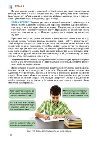 186
ТЕМА 7
Âè âæå çíàєòå, ùî ìіñò, ìîçî÷îê і ñåðåäíіé ìîçîê ðåãóëþþòü íàïðóæåííÿ
(òîíóñ) ñêåëåòíèõ ì’ÿçіâ, ïåðåâàæíî òèõ, ÿêі ïðîòèäіþòü ñèëі ãðàâіòàöії
(ðîçãèíà÷і íіã, ì’ÿçè ñïèíè), à ìîçî÷îê âіäіãðàє âàæëèâó ðîëü ó ðåãóëþ-
âàííі ðіâíîâàãè òіëà, êîîðäèíàöії ðóõіâ òîùî.
ЗАПАМ’ЯТАЙТЕ! Íåðâîâà ðåãóëÿöіÿ ðóõîâîї àêòèâíîñòі çàáåçïå÷óєòüñÿ
ìàéæå âñіìà âіääіëàìè öåíòðàëüíîї íåðâîâîї ñèñòåìè: âіä ñïèííîìîçêî-
âèõ äî ðóõîâèõ çîí êîðè êіíöåâîãî ìîçêó. Íàïðèêëàä, âè ùîäíÿ áåðåòå
â ðóêè ðó÷êó і çàïèñóєòå ïåâíèé òåêñò. Ïðè öüîìó âè âèêîíóєòå íèçêó
ñêëàäíèõ äîâіëüíèõ ðóõіâ. Ïðîàíàëіçóéòå ñõåìó, çîáðàæåíó íà ìàëþí-
êó 150.
Ïðîãðàìè äîâіëüíèõ ðóõіâ çàêëàäåíі â àñîöіàòèâíèõ çîíàõ êîðè òà ïіä-
êіðêîâèõ ÿäðàõ. ×àñòèíà ïðîãðàì âðîäæåíà, іíøі – íàáóòі. Ñïî÷àòêó ÷óò-
ëèâі íåéðîíè ïåðåäàþòü ñèãíàë ïðî ñòàí ñêåëåòíî-ì’ÿçîâîї ñèñòåìè âіä
ðåöåïòîðіâ ì’ÿçіâ, ñóõîæèëü, ñóãëîáіâ, øêіðè, çîðó, ñëóõó òà ðіâíîâàãè
÷åðåç òàëàìóñ (ÿê âè ïðèãàäóєòå, öå ÷àñòèíà ïðîìіæíîãî ìîçêó) äî ðóõîâîї
çîíè êîðè ãîëîâíîãî ìîçêó. Äàëі ðóõîâèé íåéðîí âіä êîðè ïіâêóëü ïîñè-
ëàє ñèãíàë íà ðóõîâі íåéðîíè ñïèííîãî ìîçêó, à òі, ó ñâîþ ÷åðãó, âïëèâà-
þòü íà ì’ÿç, ðåçóëüòàòîì ÷îãî є ðóõ.
Здоров’я людини. Людина може удосконалювати довільні рухи в результаті трену-
вання: учень початкових класів із часом поліпшує своє письмо, виробляє свій по-
черк, який стає індивідуальним.
ßêùî ëþäèíà ç ñàìîãî íàðîäæåííÿ ïåðåáóâàє â ïîñòіéíîìó ðóñі (õîäіííÿ,
áіãàííÿ òîùî), öå є çàïîðóêîþ її çäîðîâ’ÿ. Ãîëîâíèé ìîçîê ëþäèíè ìàє
çäàòíіñòü óñå ôіêñóâàòè, çîêðåìà é ïîòðåáó ó âèêîíàííі ðіçíèõ ôіçè÷íèõ
âïðàâ. Òîìó íàìàãàéòåñÿ çàêëàñòè â ìîçîê іíôîðìàöіþ ïðî ðåãóëÿðíå
âèêîíàííÿ ôіçè÷íèõ âïðàâ, ÿêі ñòàíóòü ïîòðåáîþ. ßêùî â ïіäëіòêîâèé
ïåðіîä çìåíøóєòüñÿ ðóõëèâіñòü, іç ÷àñîì öå ñòàíå îäíієþ ç ïðè÷èí ðіçíî-
ìàíіòíèõ çàõâîðþâàíü.
Мал. 150. Схема регуляції довільних рухів людини
Кора надсилає імпульси до
м’яза через спинний мозок,
результатом цього є рух
Мозочок забезпечує точність
виконання складних рухів
Мозочок надсилає коригую-
чі сигнали до кори через та-
ламус для підтримання рухів
Мозочок надсилає інфор-
мацію через підкіркові ядра
і спинний мозок до м’яза
для коригування рухів
 