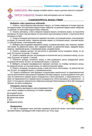 193
ПОМІРКУЙТЕ. Яких заходів потрібно вжити, якщо в дитини приступ істерики?
ТВОРЧЕ ЗАВДАННЯ. Складіть свій розпорядок дня на тиждень.
ÑÀÌÎÊÎÍÒÐÎËÜ ÇÍÀÍÜ Ç ÒÅÌÈ
Виберіть одну правильну відповідь
1. Укажіть, чим утворена кора великих півкуль: а) тілами нейронів та їхніми коротки-
ми відростками; б) короткими відростками нейронів; в) довгими відростками нейронів;
г) довгими та короткими відростками нейронів.
2. Укажіть речовину, з якої утворена підкірка півкуль головного мозку: а) лише біла
речовина; б) лише сіра речовина; в) скупчення сірої речовини в білій; г) скупчення білої
речовини в сірій.
3. Укажіть складові центральної нервової системи: а) головний мозок, спинномозко-
ві нерви; б) спинний мозок, черепно-мозкові нерви; в) головний мозок, спинний мозок;
г) спинний мозок, спинномозкові нерви.
4. Виберіть ряд складових переднього мозку: а) довгастий мозок, міст, мозочок, проміж-
ний мозок; б) довгастий мозок, міст, середній мозок; в) довгастий мозок, середній мозок,
мозочок, проміжний мозок; г) проміжний мозок, кінцевий мозок.
5. Укажіть нервові центри, які містяться в скроневій частці кінцевого мозку: а) зо-
рові; б) слухові; в) рухові; г) нюхові.
6. Укажіть нервові центри, які розміщені в потиличній частці головного мозку: а) слу-
хові; б) рухові; в) зорові; г) нюхові.
7. Позначте ділянку головного мозку, в якій розміщено центр координації рухів:
а) довгастий мозок; б) міст; в) проміжний мозок; г) мозочок.
8. Виберіть складові периферичної нервової системи: а) стовбур головного мозку;
б) передній мозок; в) спинний мозок; в) черепно-мозкові нерви.
9. Укажіть складову головного мозку, в якій міститься гіпоталамус: а) довгастий мо-
зок; б) міст; в) середній мозок; г) проміжний мозок.
10. Укажіть розбіжності між будовою та функціями симпатичної та парасимпатичної
частин вегетативної (автономної) нервової системи людини: а) розташування їхніх цен-
трів; б) симпатичні нервові вузли складаються з білої речовини, а парасимпатичні – із
сірої; в) парасимпатичні нервові вузли складаються з білої речовини, а симпатичні – із
сірої; г) тіла других симпатичних нейронів розміщені безпосередньо біля або всередині
органів, які вони іннервують.
Утворіть логічні пари
11. Установіть відповідність між складовими голов-
ного мозку (цифри на малюнку) та їхніми назвами.
А кінцевий мозок
Б проміжний мозок
В довгастий мозок
Г міст
Д середній мозок
Поміркуйте
12. Ще в стародавні часи анатоми називали довгастий мозок «життєвим вузлом».
Аргументовано підтвердьте або спростуйте цю точку зору.
5
6
123
4
Самоконтроль знань з теми
 