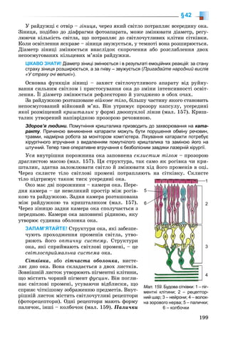 199
§42
Ó ðàéäóæöі є îòâіð – çіíèöÿ, ÷åðåç ÿêèé ñâіòëî ïîòðàïëÿє âñåðåäèíó îêà.
Çіíèöÿ, ïîäіáíî äî äіàôðàãìè ôîòîàïàðàòà, ìîæå çìіíþâàòè äіàìåòð, ðåãó-
ëþþ÷è êіëüêіñòü ñâіòëà, ùî ïîòðàïëÿє äî ñâіòëî÷óòëèâèõ êëіòèí ñіòêіâêè.
Êîëè îñâіòëåííÿ ÿñêðàâå – çіíèöÿ çâóæóєòüñÿ, ó òåìíîòі âîíà ðîçøèðþєòüñÿ.
Äіàìåòð çіíèöі çìіíþєòüñÿ âíàñëіäîê ñêîðî÷åííÿ àáî ðîçñëàáëåííÿ äâîõ
íåïîñìóãîâàíèõ êіëüöåâèõ ì’ÿçіâ ðàéäóæêè.
ЦІКАВО ЗНАТИ! Діаметр зіниці змінюється і в результаті емоційних реакцій: за стану
страху зіниця розширюється, а за гніву – звужується (Пригадайте народний вислів
«У страху очі великі»).
Îñíîâíà ôóíêöіÿ çіíèöі – çàõèñò ñâіòëî÷óòëèâîãî àïàðàòó âіä ðóéíó-
âàííÿ ñèëüíèì ñâіòëîì і ïðèñòîñóâàííÿ îêà äî çìіíè іíòåíñèâíîñòі îñâіò-
ëåííÿ. Її äіàìåòð çìіíþєòüñÿ ðåôëåêòîðíî é óçãîäæåíî â îáîõ î÷àõ.
Çà ðàéäóæêîþ ðîçòàøîâàíå âіéêîâå òіëî, áіëüøó ÷àñòèíó ÿêîãî ñòàíîâèòü
íåïîñìóãîâàíèé âіéêîâèé ì’ÿç. Âіí óòðèìóє ïðîçîðó êàïñóëó, óñåðåäèíі
ÿêîї ðîçìіùåíèé êðèøòàëèê ó ôîðìі äâîîïóêëîї ëіíçè (ìàë. 157). Êðèø-
òàëèê óòâîðåíèé íàïіâðіäêîþ ïðîçîðîþ ðå÷îâèíîþ.
Здоров’я людини. Помутніння кришталика призводить до захворювання на ката-
ракту. Причиною виникнення катаракти можуть бути порушення обміну речовин,
травми, надмірна робота за монітором комп’ютера. Лікування катаракти потребує
хірургічного втручання з видаленням помутнілого кришталика та заміною його на
штучний. Тепер таке оперативне втручання є безболісним завдяки лазерній хірургії.
Óñÿ âíóòðіøíÿ ïîðîæíèíà îêà çàïîâíåíà ñêëèñòèì òіëîì – ïðîçîðîþ
äðàãëèñòîþ ìàñîþ (ìàë. 157). Öÿ ñòðóêòóðà, òàê ñàìî ÿê ðîãіâêà ÷è êðè-
øòàëèê, çäàòíà çàëîìëþâàòè ñâіòëî é çìіíþâàòè õіä éîãî ïðîìåíіâ â îöі.
×åðåç ñêëèñòå òіëî ñâіòëîâі ïðîìåíі ïîòðàïëÿþòü íà ñіòêіâêó. Ñêëèñòå
òіëî ïіäòðèìóє òàêîæ òèñê óñåðåäèíі îêà.
Îêî ìàє äâі ïîðîæíèíè – êàìåðè îêà. Ïåðå-
äíÿ êàìåðà – öå íåâåëèêèé ïðîñòіð ìіæ ðîãіâ-
êîþ òà ðàéäóæêîþ. Çàäíÿ êàìåðà ðîçòàøîâàíà
ìіæ ðàéäóæêîþ òà êðèøòàëèêîì (ìàë. 157).
×åðåç çіíèöþ çàäíÿ êàìåðà îêà ñïîëó÷àєòüñÿ ç
ïåðåäíüîþ. Êàìåðè îêà çàïîâíåíі ðіäèíîþ, ÿêó
óòâîðþє ñóäèííà îáîëîíêà îêà.
ЗАПАМ’ЯТАЙТЕ! Ñòðóêòóðè îêà, ÿêі çàáåçïå-
÷óþòü ïðîõîäæåííÿ ïðîìåíіâ ñâіòëà, óòâî-
ðþþòü éîãî îïòè÷íó ñèñòåìó. Ñòðóêòóðè
îêà, ÿêі ñïðèéìàþòü ñâіòëîâі ïðîìåíі, – öå
ñâіòëîñïðèéìàëüíà ñèñòåìà îêà.
Ñіòêіâêà, àáî ñіò÷àñòà îáîëîíêà, âèñòå-
ëÿє äíî îêà. Âîíà ñêëàäàєòüñÿ ç äâîõ ëèñòêіâ.
Çîâíіøíіé ëèñòîê óòâîðþþòü ïіãìåíòíі êëіòèíè,
ùî ìіñòÿòü ÷îðíèé ïіãìåíò ôóñöèí. Âіí ïîãëè-
íàє ñâіòëîâі ïðîìåíі, óñóâàþ÷è âіäáëèñêè, ùî
ñïðèÿє ÷іòêіøîìó çîáðàæåííþ ïðåäìåòіâ. Âíóò-
ðіøíіé ëèñòîê ìіñòèòü ñâіòëî÷óòëèâі ðåöåïòîðè
(ôîòîðåöåïòîðè). Îäíі ðåöåïòîðè ìàþòü ôîðìó
ïàëè÷îê, іíøі – êîëáî÷îê (ìàë. 159). Ïàëè÷êè
Мал. 159. Будова сітківки: 1 – піг-
ментні клітини; 2 – рецептор-
ний шар; 3 – нейрони; 4 – волок-
на зорового нерва; 5 – палички;
6 – колбочки
1
2
5
6
3
4
 