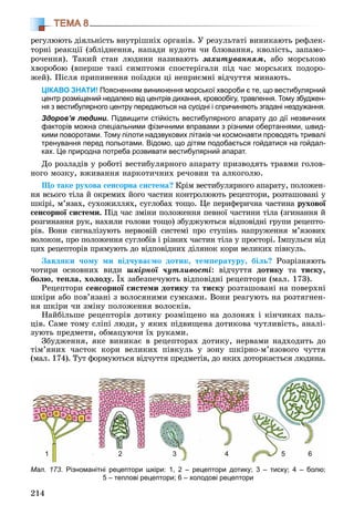 214
ТЕМА 8
ðåãóëþþòü äіÿëüíіñòü âíóòðіøíіõ îðãàíіâ. Ó ðåçóëüòàòі âèíèêàþòü ðåôëåê-
òîðíі ðåàêöії (çáëіäíåííÿ, íàïàäè íóäîòè ÷è áëþâàííÿ, êâîëіñòü, çàïàìî-
ðî÷åííÿ). Òàêèé ñòàí ëþäèíè íàçèâàþòü çàõèòóâàííÿì, àáî ìîðñüêîþ
õâîðîáîþ (âïåðøå òàêі ñèìïòîìè ñïîñòåðіãàëè ïіä ÷àñ ìîðñüêèõ ïîäîðî-
æåé). Ïіñëÿ ïðèïèíåííÿ ïîїçäêè öі íåïðèєìíі âіä÷óòòÿ ìèíàþòü.
ЦІКАВО ЗНАТИ! Поясненням виникнення морської хвороби є те, що вестибулярний
центр розміщений недалеко від центрів дихання, кровообігу, травлення. Тому збуджен-
ня з вестибулярного центру передаються на сусідні і спричиняють згадані нездужання.
Здоров’я людини. Підвищити стійкість вестибулярного апарату до дії незвичних
факторів можна спеціальними фізичними вправами з різними обертаннями, швид-
кими поворотами. Тому пілоти надзвукових літаків чи космонавти проводять тривалі
тренування перед польотами. Відомо, що дітям подобається гойдатися на гойдал-
ках. Це природна потреба розвивати вестибулярний апарат.
Äî ðîçëàäіâ ó ðîáîòі âåñòèáóëÿðíîãî àïàðàòó ïðèçâîäÿòü òðàâìè ãîëîâ-
íîãî ìîçêó, âæèâàííÿ íàðêîòè÷íèõ ðå÷îâèí òà àëêîãîëþ.
Ùî òàêå ðóõîâà ñåíñîðíà ñèñòåìà? Êðіì âåñòèáóëÿðíîãî àïàðàòó, ïîëîæåí-
íÿ âñüîãî òіëà é îêðåìèõ éîãî ÷àñòèí êîíòðîëþþòü ðåöåïòîðè, ðîçòàøîâàíі ó
øêіðі, ì’ÿçàõ, ñóõîæèëëÿõ, ñóãëîáàõ òîùî. Öå ïåðèôåðè÷íà ÷àñòèíà ðóõîâîї
ñåíñîðíîї ñèñòåìè. Ïіä ÷àñ çìіíè ïîëîæåííÿ ïåâíîї ÷àñòèíè òіëà (çãèíàííÿ é
ðîçãèíàííÿ ðóê, íàõèëè ãîëîâè òîùî) çáóäæóþòüñÿ âіäïîâіäíі ãðóïè ðåöåïòî-
ðіâ. Âîíè ñèãíàëіçóþòü íåðâîâіé ñèñòåìі ïðî ñòóïіíü íàïðóæåííÿ ì’ÿçîâèõ
âîëîêîí, ïðî ïîëîæåííÿ ñóãëîáіâ і ðіçíèõ ÷àñòèí òіëà ó ïðîñòîðі. Іìïóëüñè âіä
öèõ ðåöåïòîðіâ ïðÿìóþòü äî âіäïîâіäíèõ äіëÿíîê êîðè âåëèêèõ ïіâêóëü.
Çàâäÿêè ÷îìó ìè âіä÷óâàєìî äîòèê, òåìïåðàòóðó, áіëü? Ðîçðіçíÿþòü
÷îòèðè îñíîâíèõ âèäè øêіðíîї ÷óòëèâîñòі: âіä÷óòòÿ äîòèêó òàó òèñêó,
áîëþ, òåïëà, õîëîäó. Їõ çàáåçïå÷óþòü âіäïîâіäíі ðåöåïòîðè (ìàë. 173).
Ðåöåïòîðè ñåíñîðíîї ñèñòåìè äîòèêó òà òèñêó ðîçòàøîâàíі íà ïîâåðõíі
øêіðè àáî ïîâ’ÿçàíі ç âîëîñÿíèìè ñóìêàìè. Âîíè ðåàãóþòü íà ðîçòÿãíåí-
íÿ øêіðè ÷è çìіíó ïîëîæåííÿ âîëîñêіâ.
Íàéáіëüøå ðåöåïòîðіâ äîòèêó ðîçìіùåíî íà äîëîíÿõ і êіí÷èêàõ ïàëü-
öіâ. Ñàìå òîìó ñëіïі ëþäè, ó ÿêèõ ïіäâèùåíà äîòèêîâà ÷óòëèâіñòü, àíàëі-
çóþòü ïðåäìåòè, îáìàöóþ÷è їõ ðóêàìè.
Çáóäæåííÿ, ÿêå âèíèêàє â ðåöåïòîðàõ äîòèêó, íåðâàìè íàäõîäèòü äî
òіì’ÿíèõ ÷àñòîê êîðè âåëèêèõ ïіâêóëü ó çîíó øêіðíî-ì’ÿçîâîãî ÷óòòÿ
(ìàë. 174). Òóò ôîðìóþòüñÿ âіä÷óòòÿ ïðåäìåòіâ, äî ÿêèõ äîòîðêàєòüñÿ ëþäèíà.
Мал. 173. Різноманітні рецептори шкіри: 1, 2 – рецептори дотику; 3 – тиску; 4 – болю;
5 – теплові рецептори; 6 – холодові рецептори
1 2 3 4 5 6
 
