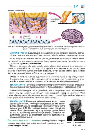 215
§45
ЗАПАМ’ЯТАЙТЕ! Âіä÷óòòÿ, ÿêі ôîðìóþòüñÿ â êîðі âåëèêèõ ïіâêóëü, íàé÷àñ-
òіøå є ðåçóëüòàòîì âçàєìîäії öåíòðàëüíèõ âіääіëіâ ðіçíèõ ñåíñîðíèõ ñèñòåì.
Áіëü ëþäèíà ñïðèéìàє âíàñëіäîê ïîäðàçíåííÿ ðåöåïòîðіâ, ÿêі ìіñòÿòü-
ñÿ ó øêіðі òà âíóòðіøíіõ îðãàíàõ. Âîíè âõîäÿòü äî ñêëàäó ïåðèôåðè÷íîãî
âіääіëó ñåíñîðíîї ñèñòåìè áîëþ.
Áîëüîâі ñèãíàëè âіä ðåöåïòîðіâ ÷åðåç ïіäêіðêîâі öåíòðè, ðîçòàøîâàíі â
òàëàìóñі (ïðèãàäàéòå, öå ñòðóêòóðà ïðîìіæíîãî ìîçêó), íàäõîäÿòü ó çîíó
øêіðíî-ì’ÿçîâîãî ÷óòòÿ âåëèêèõ ïіâêóëü. Âîíè äàþòü çìîãó îðãàíіçìîâі
ìèòòєâî çðåàãóâàòè íà íåáåçïåêó, ùî çàãðîæóє.
Здоров’я людини. Больові відчуття можна знизити штучно, використовуючи зне-
болювальні препарати. За їхньою допомогою в медицині штучно здійснюють анес-
тезію – тимчасову втрату чутливості (зокрема, під час хірургічних операцій).
ЦІКАВО ЗНАТИ! Проблему знеболювання під час хірургічних операцій вперше за-
пропонував розв’язати український хірург Микола Іванович Пирогов (мал. 175).
Çìіíè òåìïåðàòóðè, ÿê â äîâêіëëі, òàê і âñåðåäèíі òіëà, ñïðèéìàþòü
ðåöåïòîðè, ùî âõîäÿòü äî ñêëàäó òåìïåðàòóðíîї ñåíñîðíîї ñèñòåìè. Îäíі
ç íèõ çáóäæóþòüñÿ ïіä âïëèâîì õîëîäó, іíøі – òåïëà. Êðіì øêіðè, öі ðåöåï-
òîðè ðîçìіùåíі òàêîæ íà ñëèçîâèõ îáîëîíêàõ.
ЦІКАВО ЗНАТИ! Рецептори, які сприймають холод і тепло,
здатні адаптуватись, тобто пристосовуватися до змін темпе-
ратури навколишнього середовища. Так, якщо опустити руку в
холодну воду (+10 ºС), то відчуття холоду через певний час
зникає. Якщо руку перенести у воду, температура якої вище
на 1–2 ºС, то спочатку виникає відчуття тепла, яке також зго-
дом минає. Саме на цій властивості базується здатність орга-
нізму до загартовування.
Êëþ÷îâі òåðìіíè і ïîíÿòòÿ: âåñòèáóëÿðíèé àïàðàò,
ðóõîâà ñåíñîðíà ñèñòåìà, ñåíñîðíі ñèñòåìè äîòèêó,
òåìïåðàòóðè, áîëþ.
Мал. 175. М.І. Пирогов
(1810–1881)
Мал. 174. Схема будови дотикової сенсорної системи. Завдання. Проаналізуйте шлях пе-
редачі нервового імпульсу та формування інформації
нервові закінченнянервові закінчення
рецептори
дотику
нервові
імпульси
 