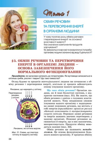 26
§5. ÎÁÌІÍ ÐÅ×ÎÂÈÍ ÒÀ ÏÅÐÅÒÂÎÐÅÍÍß
ÅÍÅÐÃІЇ Â ÎÐÃÀÍІÇÌІ ËÞÄÈÍÈ –
ÎÑÍÎÂÀ ÇÀÁÅÇÏÅ×ÅÍÍß ÉÎÃÎ
ÍÎÐÌÀËÜÍÎÃÎ ÔÓÍÊÖІÎÍÓÂÀÍÍß
Пригадайте, які організми належать до гетеротрофів. Які вуглеводи запасаються в
клітинах грибів, рослин і тварин? Що таке гомеостаз?
Îãëÿä áóäîâè òà ïðîöåñіâ æèòòєäіÿëüíîñòі ëþäèíè ìè ïî÷èíàєìî ç îá-
ìіíó ðå÷îâèí і ïåðåòâîðåííÿ åíåðãії, îñêіëüêè öі ïðîöåñè çàáåçïå÷óþòü
îñíîâó іñíóâàííÿ íàøîãî îðãàíіçìó.
Ùî òàêå îáìіí ðå÷îâèí? Îðãàíіçì ëþ-
äèíè, ÿê é іíøі áіîëîãі÷íі ñèñòåìè, є âіä-
êðèòîþ ñèñòåìîþ (ìàë. 31). Âè çíàєòå, ùî
îáìіí ðå÷îâèí є îäíієþ ç ãîëîâíèõ âëàñòè-
âîñòåé æèâîãî. Òîìó íåîäìіííîþ óìîâîþ
іñíóâàííÿ íàøîãî îðãàíіçìó є íàäõîäæåí-
íÿ ççîâíі ïîæèâíèõ ðå÷îâèí, ùî ìіñòÿòü ó
ñîáі åíåðãіþ (ïðèãàäàéòå: îðãàíіçì ðîñëèí
çäàòíèé âëîâëþâàòè é âèêîðèñòîâóâàòè
åíåðãіþ ñâіòëà). Îòðèìàíі ççîâíі ðå÷îâèíè
òà åíåðãіÿ çàçíàþòü çíà÷íèõ ïåðåòâîðåíü ó
íàøîìó îðãàíіçìі. Ïîæèâíі ðå÷îâèíè çà-
ñâîþþòüñÿ é åíåðãіÿ, ùî â íèõ íàêîïè÷åíà,
âèêîðèñòîâóєòüñÿ. Ïðîäóêòè îáìіíó âèâî-
äÿòüñÿ íàçîâíі (ìàë. 32).
Îáìіí ðå÷îâèí ùå íàçèâàþòü ìåòàáî-
ëіçìîì. Öå îñíîâà ôóíêöіîíóâàííÿ áóäü-
ÿêîãî æèâîãî îðãàíіçìó. Ó ïðîöåñàõ îáìіíó
Мал. 31. Схема, що ілюструє
клітину як відкриту систему
Речовини що надходять у клітинуРечовини, що надходять у клітину
Речовини, які клітина виділяє
Перетворення
речовин
у клітині
ÎÁÌІÍ ÐÅ×ÎÂÈÍÎÁÌІÍ ÐÅ×ÎÂÈÍ
ÒÀ ÏÅÐÅÒÂÎÐÅÍÍß ÅÍÅÐÃІЇÒÀ ÏÅÐÅÒÂÎÐÅÍÍß ÅÍÅÐÃІЇ
Â ÎÐÃÀÍІÇÌІ ËÞÄÈÍÈÂ ÎÐÃÀÍІÇÌІ ËÞÄÈÍÈ
Ó ÷îìó ïîëÿãàє ðîëü îáìіíó ðå÷îâèí
і ïåðåòâîðåííÿ åíåðãії ÿê îñíîâíîї
âëàñòèâîñòі æèâîãî?
ßêå çíà÷åííÿ êîìïîíåíòіâ ïðîäóêòіâ
õàð÷óâàííÿ?
ßê çìіíþþòüñÿ õàð÷îâі òà åíåðãåòè÷íі ïîòðåáè
îðãàíіçìó ëþäèíè çàëåæíî âіä âèäó її äіÿëüíîñòі?
Òåìà 1
 