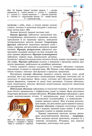 41
§8
ñèñòåìè є çóáè, ÿçèê, à òàêîæ òðàâíі çàëîçè:
ñëèííі, ïå÷іíêà іç æîâ÷íèì ìіõóðîì і ïіäøëóí-
êîâà çàëîçà (ìàë. 38).
Îñíîâíі ôóíêöії òðàâíîї ñèñòåìè òàêі.
Ðóõîâà ôóíêöіÿ çàáåçïå÷óє çàõîïëåííÿ їæі,
її ïîäðіáíåííÿ, çìіøóâàííÿ ç òðàâíèìè ñîêàìè,
ïðîñóâàííÿ її ïî òðàâíîìó òðàêòó, âèâåäåííÿ
íåïåðåòðàâëåíèõ ðåøòîê íàçîâíі. Ñåêðåòîðíà
ôóíêöіÿ çàáåçïå÷óє âèäіëåííÿ òðàâíèõ ñîêіâ і
ñëèçó, ãîðìîíіâ, ÿêі ðåãóëþþòü äіÿëüíіñòü òðàâíîї
ñèñòåìè. Ôóíêöіÿ ðîçùåïëåííÿ çàáåçïå÷óє ðîç-
ùåïëåííÿ ñêëàäíèõ ìîëåêóë íà їõíі ñêëàäîâі ïіä
äієþ òðàâíèõ ôåðìåíòіâ. Ôóíêöіÿ âñìîêòóâàííÿ
çàáåçïå÷óє ïåðåõіä âîäè, ìіíåðàëüíèõ ðå÷îâèí,
âіòàìіíіâ і ïðîäóêòіâ ðîçùåïëåíÿ ìîëåêóë áіëêіâ, æèðіâ і âóãëåâîäіâ ó êðîâ
àáî ëіìôó. Ôóíêöіÿ âèäіëåííÿ ïîëÿãàє ó âèâåäåííі ç îðãàíіçìó äåÿêèõ ïðî-
äóêòіâ òðàâëåííÿ, çäåáіëüøîãî íå ïîòðіáíèõ îðãàíіçìó.
Ñòіíêà òðàâíîãî êàíàëó ñêëàäàєòüñÿ іç ÷îòèðüîõ îáîëîíîê: ñëèçîâîї,
ïіäñëèçîâîї, ì’ÿçîâîї òà ñåðîçíîї (ìàë. 39). Êîæíà ç íèõ ïîáóäîâàíà ïåâíèì
òèïîì òêàíèí і âèêîíóє ñâîї ôóíêöії â ïðîöåñàõ òðàâëåííÿ.
Âíóòðіøíÿ ñëèçîâà îáîëîíêà òðàâíîãî êàíàëó âèäіëÿє ñëèç, ÿêèé
çàõèùàє éîãî âіä ìåõàíі÷íîãî ïîøêîäæåííÿ òâåðäèìè ÷àñòêàìè їæі òà
ïîëåãøóє її ïðîñóâàííÿ. Êðіì ñëèçó, êëіòèíè öієї îáîëîíêè âèäіëÿþòü
òðàâíі ôåðìåíòè, ãîðìîíè òà äåÿêі іíøі ðå÷îâèíè. Ñëèçîâà îáîëîíêà,
êðіì ñåêðåòîðíîї, âèêîíóє ôóíêöіþ âñìîêòóâàííÿ ïðîäóêòіâ òðàâëåííÿ
òà çíåçàðàæåííÿ їõ.
Ïіäñëèçîâà îáîëîíêà ïîáóäîâàíà çі ñïîëó÷íîї òêàíèíè. Ó íіé ìіñòèòüñÿ
äóæå áàãàòî êðîâîíîñíèõ і ëіìôàòè÷íèõ ñóäèí òà íåðâіâ. Âîíè ðåãóëþþòü
ñåêðåòîðíó ôóíêöіþ ñëèçîâîї îáîëîíêè. Ì’ÿçîâà îáîëîíêà ïîáóäîâàíà ç äâîõ
øàðіâ íåïîñìóãîâàíèõ ì’ÿçіâ. Ó âíóòðіøíüîìó øàðі ì’ÿçîâі âîëîêíà
ðîçòàøîâàíі êіëüöåïîäіáíî, à â çîâíіøíüîìó –
óçäîâæ òðàâíîãî êàíàëó. Ìіæ ì’ÿçàìè ðîçòàøî-
âàíі íåðâè, ÿêі ðåãóëþþòü ðóõè òðàâíîãî êàíàëó.
Ñåðîçíà îáîëîíêà óòâîðåíà ñïîëó÷íîþ òêàíè-
íîþ і âêðèâàє òðàâíèé êàíàë ççîâíі. Ó íіé ðîç-
òàøîâàíі ñóäèíè òà íåðâîâі âîëîêíà.
×åðåâíó ïîðîæíèíó âèñòåëÿє ùіëüíà äâîøà-
ðîâà ñïîëó÷íîòêàíèííà îáîëîíêà – î÷åðåâèíà.
Âîíà çàõèùàє îðãàíè òðàâëåííÿ, óòðèìóє їõ ó
ïåâíîìó ïîëîæåííі. Ðå÷îâèíà, ÿêó âèäіëÿє
î÷åðåâèíà, ïîì’ÿêøóє їõíі ðóõè.
Мал. 39.М 39 Оболонки травногоОб
каналу: 1 – слизова; 2 – підсли-
зова; 3 – м’язова; 4 – серозна
4
1
2
3
Мал. 38. Будова травної системи людини: 1 – ротова
порожнина; 2 – слинні залози; 3 – глотка; 4 – стравохід;
5 – шлунок; 6 – тонкий кишечник; 7 – товстий кишечник;
8 – печінка; 9 – підшлункова залоза; 10 – пряма кишка;
11 – анальний отвір
1
2
3
4
5
6
9
7
10
1111
8
 