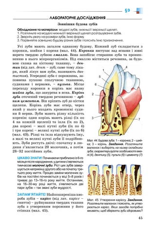 45
§9
ËÀÁÎÐÀÒÎÐÍÅ ÄÎÑËІÄÆÅÍÍß
Çîâíіøíÿ áóäîâà çóáіâ
Îáëàäíàííÿ òà ìàòåðіàëè: ìîäåëі çóáіâ, íèæíüîї і âåðõíüîї ùåëåï.
1. Ðîçãëÿíüòå íà ìîäåëі íèæíüîї і âåðõíüîї ùåëåï ðîçòàøóâàííÿ çóáіâ.
2. Çâåðíіòü óâàãó íà ðîçìіðè çóáіâ, їõíþ ôîðìó.
3. Ïîðіâíÿéòå çîâíіøíþ áóäîâó ðіçíèõ çóáіâ і ïîÿñíіòü їõíє ïðèçíà÷åííÿ.
Óñі çóáè ìàþòü çàãàëîì îäíàêîâó áóäîâó. Êîæíèé çóá ñêëàäàєòüñÿ ç
êîðîíêè, øèéêè і êîðåíÿ (ìàë. 44). Êîðîíêà âèñòóïàє íàä ÿñíàìè і çîâíі
âêðèòà òâåðäîþ çóáíîþ åìàëëþ. Âîíà çàïîáіãàє ñòèðàííþ çóáà òà ïðîíèê-
íåííþ â íüîãî ìіêðîîðãàíіçìіâ. Ïіä åìàëëþ ìіñòèòüñÿ ðå÷îâèíà, çà áóäî-
âîþ ñõîæà íà êіñòêîâó òêàíèíó, – äåí-
òèí (âіä ëàò. äåíò – çóá; ñàìå òîìó ëіêà-
ðÿ, ÿêèé ëіêóє âàì çóáè, íàçèâàþòü äàí-
òèñòîì). Óñåðåäèíі çóáà є ïîðîæíèíà, çà-
ïîâíåíà ïóõêîþ ñïîëó÷íîþ òêàíèíîþ,
ñóäèíàìè і íåðâàìè, – ïóëüïà. Ìіñöå
ïåðåõîäó êîðîíêè â êîðіíü ìàє íàçâó
øèéêà çóáà, ùî çàíóðåíà â ÿñíà. Êîðіíü
çóáà îòî÷åíèé òâåðäîþ ðå÷îâèíîþ – çóá-
íèì öåìåíòîì. Âіí êðіïèòü çóá äî êіñòêè
ùåëåïè. Êîðіíü çóáà ìàє îòâіð, ÷åðåç
ÿêèé ó íüîãî âõîäÿòü êðîâîíîñíі ñóäè-
íè é íåðâè. Çóáè ìàþòü ðіçíó êіëüêіñòü
êîðåíіâ: îäèí êîðіíü ìàþòü ðіçöі (їõ ïî
4 íà êîæíіé ùåëåïі) òà іêëà (їõ ïî 2),
äâà êîðåíі – ìàëі êóòíі çóáè (їõ ïî 4)
і òðè êîðåíі – âåëèêі êóòíі çóáè (їõ ïî 6)
(ìàë. 43). Ðіçöі òà іêëà âіäêóøóþòü їæó,
à ìàëі òà âåëèêі êóòíі çóáè її ïîäðіáíþ-
þòü. Çóáè ðîñòóòü äâі÷і: ñïî÷àòêó â ëþ-
äèíè ç’ÿâëÿєòüñÿ 20 ìîëî÷íèõ, à ïîòіì
28–32 ïîñòіéíèõ çóáè.
ЦІКАВО ЗНАТИ!Починаючиприблизноіз6-го
місяцяпіслянародження,удитиниз’являються
тимчасові молочні зуби. Ріст цих зубів завер-
шується наприкінці другого або на початку тре-
тього року життя. Процес заміни молочних зу-
бів на постійні починається у віці 5–8 років і
триває до 13–16-го року життя. Останніми,
на 16–30-му році життя, з’являються дві
пари зубів – так звані зуби мудрості.
ЗАПАМ’ЯТАЙТЕ!Íàéïîøèðåíіøàõâî-
ðîáà çóáіâ – êàðієñ (âіä ëàò. êàðієñ –
ãíèòòÿ) – ðóéíóâàííÿ òâåðäèõ òêàíèí
çóáà ç óòâîðåííÿì ïîðîæíèí ó éîãî
ñòіíêàõ (ìàë. 45).
Мал. 45. Утворення карієсу. Завдання.
Розгляньте малюнок і поясніть, як утво-
рюється карієс. Яких заходів потрібно
вживати, щоб зберегти зуби здоровими?
Мал. 44. Будова зуба: 1 – коронка; 2 – ший-
ка; 3 – корінь. Завдання. Розгляньте
малюнок і виберіть на ньому складники
зуба; охарактеризуйте особливості ема-
лі (4), дентину (5), пульпи (6) і цементу (7)
7
66
5
2
3
1
4
 