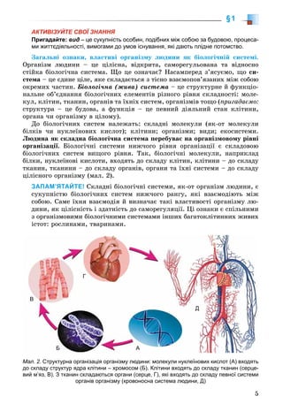 5
§1
АКТИВІЗУЙТЕ СВОЇ ЗНАННЯ
Пригадайте: вид – це сукупність особин, подібних між собою за будовою, процеса-
ми життєдіяльності, вимогами до умов існування, які дають плідне потомство.
Çàãàëüíі îçíàêè, âëàñòèâі îðãàíіçìó ëþäèíè ÿê áіîëîãі÷íіé ñèñòåìі.
Îðãàíіçì ëþäèíè – öå öіëіñíà, âіäêðèòà, ñàìîðåãóëüîâàíà òà âіäíîñíî
ñòіéêà áіîëîãі÷íà ñèñòåìà. Ùî öå îçíà÷àє? Íàñàìïåðåä ç’ÿñóєìî, ùî ñè-
ñòåìà – öå єäèíå öіëå, ÿêå ñêëàäàєòüñÿ ç òіñíî âçàєìîïîâ’ÿçàíèõ ìіæ ñîáîþ
îêðåìèõ ÷àñòèí. Áіîëîãі÷íà (æèâà) ñèñòåìà – öå ñòðóêòóðíå é ôóíêöіî-
íàëüíå îá’єäíàííÿ áіîëîãі÷íèõ åëåìåíòіâ ðіçíîãî ðіâíÿ ñêëàäíîñòі: ìîëå-
êóë, êëіòèí, òêàíèí, îðãàíіâ òà їõíіõ ñèñòåì, îðãàíіçìіâ òîùî (ïðèãàäàєìî:
ñòðóêòóðà – öå áóäîâà, à ôóíêöіÿ – öå ïåâíèé äіÿëüíèé ñòàí êëіòèíè,
îðãàíà ÷è îðãàíіçìó â öіëîìó).
Äî áіîëîãі÷íèõ ñèñòåì íàëåæàòü: ñêëàäíі ìîëåêóëè (ÿê-îò ìîëåêóëè
áіëêіâ ÷è íóêëåїíîâèõ êèñëîò); êëіòèíè; îðãàíіçìè; âèäè; åêîñèñòåìè.
Ëþäèíà ÿê ñêëàäíà áіîëîãі÷íà ñèñòåìà ïåðåáóâàє íà îðãàíіçìîâîìó ðіâíі
îðãàíіçàöії. Áіîëîãі÷íі ñèñòåìè íèæ÷îãî ðіâíÿ îðãàíіçàöії є ñêëàäîâîþ
áіîëîãі÷íèõ ñèñòåì âèùîãî ðіâíÿ. Òàê, áіîëîãі÷íі ìîëåêóëè, íàïðèêëàä
áіëêè, íóêëåїíîâі êèñëîòè, âõîäÿòü äî ñêëàäó êëіòèí, êëіòèíè – äî ñêëàäó
òêàíèí, òêàíèíè – äî ñêëàäó îðãàíіâ, îðãàíè òà їõíі ñèñòåìè – äî ñêëàäó
öіëіñíîãî îðãàíіçìó (ìàë. 2).
ЗАПАМ’ЯТАЙТЕ! Ñêëàäíі áіîëîãі÷íі ñèñòåìè, ÿê-îò îðãàíіçì ëþäèíè, є
ñóêóïíіñòþ áіîëîãі÷íèõ ñèñòåì íèæ÷îãî ðàíãó, ÿêі âçàєìîäіþòü ìіæ
ñîáîþ. Ñàìå їõíÿ âçàєìîäіÿ é âèçíà÷àє òàêі âëàñòèâîñòі îðãàíіçìó ëþ-
äèíè, ÿê öіëіñíіñòü і çäàòíіñòü äî ñàìîðåãóëÿöії. Öі îçíàêè є ñïіëüíèìè
ç îðãàíіçìîâèìè áіîëîãі÷íèìè ñèñòåìàìè іíøèõ áàãàòîêëіòèííèõ æèâèõ
іñòîò: ðîñëèíàìè, òâàðèíàìè.
Мал. 2. Структурна організація організму людини: молекули нуклеїнових кислот (А) входять
до складу структур ядра клітини – хромосом (Б). Клітини входять до складу тканин (серце-
вий м’яз, В). З тканин складаються органи (серце, Г), які входять до складу певної системи
органів організму (кровоносна система людини, Д)
АБ
В
Г
Д
 