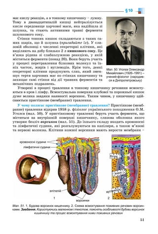 51
§10
ìàє êèñëó ðåàêöіþ, à â òîíêîìó êèøå÷íèêó – ëóæíó.
Òîìó â äâàíàäöÿòèïàëіé êèøöі íåéòðàëіçóєòüñÿ
êèñëå ñåðåäîâèùå õàð÷îâîї ìàñè, ÿêà íàäіéøëà çі
øëóíêà, òà ñòàþòü àêòèâíèìè òðàâíі ôåðìåíòè
øëóíêîâîãî ñîêó.
Ñòіíêè òîíêèõ êèøîê ñêëàäàþòüñÿ ç òàêèõ ñà-
ìèõ øàðіâ, ùî é øëóíêà (ïðèãàäàéòå їõ). Ó ñëè-
çîâіé îáîëîíöі є ÷èñëåííі ñåêðåòîðíі êëіòèíè, ÿêі
âèäіëÿþòü íà äîáó áëèçüêî 2 ë êèøêîâîãî ñîêó. Öå
â’ÿçêà ðіäèíà çі ñëàáêîëóæíîþ ðåàêöієþ, ó ÿêіé
ìіñòÿòüñÿ ôåðìåíòè (ïîíàä 20). Âîíè áåðóòü ó÷àñòü
ó ïðîöåñі ïåðåòðàâëåííÿ áіëêîâèõ ìîëåêóë òà їõ-
íіõ ÷àñòîê, æèðіâ і âóãëåâîäіâ. Êðіì òîãî, äåÿêі
ñåêðåòîðíі êëіòèíè ïðîäóêóþòü ñëèç, ÿêèé çìåí-
øóє òåðòÿ õàð÷îâèõ ìàñ ïî ñòіíêàõ êèøå÷íèêó òà
çàõèùàє ñàìі ñòіíêè âіä äії òðàâíèõ ôåðìåíòіâ òà
ìåõàíі÷íèõ ïîäðàçíåíü.
Óòâîðåíі â ïðîöåñі òðàâëåííÿ â òîíêîìó êèøå÷íèêó ðå÷îâèíè âñìîêòó-
þòüñÿ â êðîâ і ëіìôó. Âñìîêòóâàëüíà ïîâåðõíÿ êëóáîâîї òà ïîðîæíüîї êèøîê
äóæå âåëèêà çàâäÿêè íàÿâíîñòі âîðñèíîê. Òàêèì ÷èíîì, ó êèøå÷íèêó çäіé-
ñíþєòüñÿ ïðèñòіíêîâå (ìåìáðàííå) òðàâëåííÿ.
Ó ÷îìó ïîëÿãàє ïðèñòіíêîâå (ìåìáðàííå) òðàâëåííÿ? Ïðèñòіíêîâå (ìåìá-
ðàííå) òðàâëåííÿ âіäêðèâ 1958 ð. ôіçіîëîã óêðàїíñüêîãî ïîõîäæåííÿ Î.Ì.
Óãîëєâ (ìàë. 50). Ó ïðèñòіíêîâîìó òðàâëåííі áåðóòü ó÷àñòü ôåðìåíòè, ùî
ìіñòÿòüñÿ íà âíóòðіøíіé ïîâåðõíі êèøå÷íèêó, ñëèçîâà îáîëîíêà ÿêîãî
óòâîðþє áåçëі÷ âîðñèíîê (ìàë. 51). Äî їõíüîãî ñêëàäó âõîäÿòü êðîâîíîñíі
òà ëіìôàòè÷íі ñóäèíè, ÿêі ðîçãàëóæóþòüñÿ íà êàïіëÿðè, à òàêîæ ì’ÿçîâі
òà íåðâîâі âîëîêíà. Êëіòèíè êîæíîї âîðñèíêè ìàþòü âèðîñòè ìåìáðàíè –
Мал. 50. Уголєв Олександр
Михайлович (1926–1991) –
учений-фізіолог (народив-
ся в Дніпропетровську)
Мал. 51. 1. Будова ворсинок кишечнику. 2. Схема всмоктування поживних речовин ворсин-
ками. Завдання. Користуючись малюнком і текстом, поясніть особливості будови ворсинок
кишечнику та процес всмоктування ними поживних речовин
кровоносні судини
лімфатичні судини
епітелій
ворсинки
білки
жири
вуглеводи
21
 