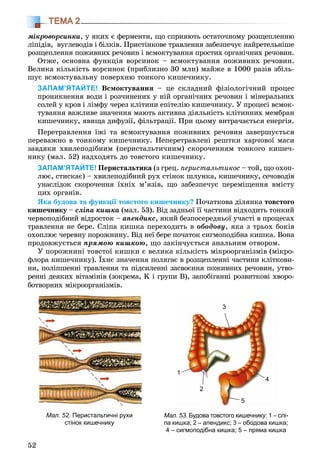 52
ТЕМА 2
ìіêðîâîðñèíêè, ó ÿêèõ є ôåðìåíòè, ùî ñïðèÿþòü îñòàòî÷íîìó ðîçùåïëåííþ
ëіïіäіâ, âóãëåâîäіâ і áіëêіâ. Ïðèñòіíêîâå òðàâëåííÿ çàáåçïå÷óє íàéðåòåëüíіøå
ðîçùåïëåííÿ ïîæèâíèõ ðå÷îâèí і âñìîêòóâàííÿ ïðîñòèõ îðãàíі÷íèõ ðå÷îâèí.
Îòæå, îñíîâíà ôóíêöіÿ âîðñèíîê – âñìîêòóâàííÿ ïîæèâíèõ ðå÷îâèí.
Âåëèêà êіëüêіñòü âîðñèíîê (ïðèáëèçíî 30 ìëí) ìàéæå â 1000 ðàçіâ çáіëü-
øóє âñìîêòóâàëüíó ïîâåðõíþ òîíêîãî êèøå÷íèêó.
ЗАПАМ’ЯТАЙТЕ! Âñìîêòóâàííÿ – öå ñêëàäíèé ôіçіîëîãі÷íèé ïðîöåñ
ïðîíèêíåííÿ âîäè і ðîç÷èíåíèõ ó íіé îðãàíі÷íèõ ðå÷îâèí і ìіíåðàëüíèõ
ñîëåé ó êðîâ і ëіìôó ÷åðåç êëіòèíè åïіòåëіþ êèøå÷íèêó. Ó ïðîöåñі âñìîê-
òóâàííÿ âàæëèâå çíà÷åííÿ ìàþòü àêòèâíà äіÿëüíіñòü êëіòèííèõ ìåìáðàí
êèøå÷íèêó, ÿâèùà äèôóçії, ôіëüòðàöії. Ïðè öüîìó âèòðà÷àєòüñÿ åíåðãіÿ.
Ïåðåòðàâëåííÿ їæі òà âñìîêòóâàííÿ ïîæèâíèõ ðå÷îâèí çàâåðøóєòüñÿ
ïåðåâàæíî â òîíêîìó êèøå÷íèêó. Íåïåðåòðàâëåíі ðåøòêè õàð÷îâîї ìàñè
çàâäÿêè õâèëåïîäіáíèì (ïåðèñòàëüòè÷íèì) ñêîðî÷åííÿì òîíêîãî êèøå÷-
íèêó (ìàë. 52) íàäõîäÿòü äî òîâñòîãî êèøå÷íèêó.
ЗАПАМ’ЯТАЙТЕ! Ïåðèñòàëüòèêà (ç ãðåö. ïåðèñòàëüòèêîñ – òîé, ùî îõîï-
ëþє, ñòèñêàє) – õâèëåïîäіáíèé ðóõ ñòіíîê øëóíêà, êèøå÷íèêó, ñå÷îâîäіâ
óíàñëіäîê ñêîðî÷åííÿ їõíіõ ì’ÿçіâ, ùî çàáåçïå÷óє ïåðåìіùåííÿ âìіñòó
öèõ îðãàíіâ.
ßêà áóäîâà òà ôóíêöії òîâñòîãî êèøå÷íèêó? Ïî÷àòêîâà äіëÿíêà òîâñòîãî
êèøå÷íèêó –ó ñëіïà êèøêà (ìàë. 53). Âіä çàäíüîї її ÷àñòèíè âіäõîäèòü òîíêèé
÷åðâîïîäіáíèé âіäðîñòîê – àïåíäèêñ, ÿêèé áåçïîñåðåäíüîї ó÷àñòі â ïðîöåñàõ
òðàâëåííÿ íå áåðå. Ñëіïà êèøêà ïåðåõîäèòü â îáîäîâó, ÿêà ç òðüîõ áîêіâ
îõîïëþє ÷åðåâíó ïîðîæíèíó. Âіä íåї áåðå ïî÷àòîê ñèãìîïîäіáíà êèøêà. Âîíà
ïðîäîâæóєòüñÿ ïðÿìîþ êèøêîþ, ùî çàêіí÷óєòüñÿ àíàëüíèì îòâîðîì.
Ó ïîðîæíèíі òîâñòîї êèøêè є âåëèêà êіëüêіñòü ìіêðîîðãàíіçìіâ (ìіêðî-
ôëîðà êèøå÷íèêó). Їõíє çíà÷åííÿ ïîëÿãàє â ðîçùåïëåííі ÷àñòèíè êëіòêîâè-
íè, ïîëіïøåííі òðàâëåííÿ òà ïіäñèëåííі çàñâîєííÿ ïîæèâíèõ ðå÷îâèí, óòâî-
ðåííі äåÿêèõ âіòàìіíіâ (çîêðåìà, K і ãðóïè Â), çàïîáіãàííі ðîçâèòêîâі õâîðî-
áîòâîðíèõ ìіêðîîðãàíіçìіâ.
Мал. 52. Перистальтичні рухи
стінок кишечнику
Мал. 53. Будова товстого кишечнику: 1 – слі-
па кишка; 2 – апендикс; 3 – ободова кишка;
4 – сигмоподібна кишка; 5 – пряма кишка
5
4
3
1
2
 
