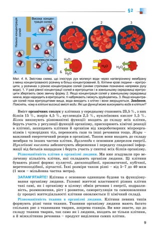 9
§2
Мал. 4. А. Змістова схема, що ілюструє рух молекул води через напівпроникну мембрану
з менш концентрованого розчину в більш концентрований. Б. Клітини крові людини – еритро-
цити, у розчинах з різною концентрацією солей (синіми стрілками позначено напрямок руху
води). 1. У разі рівної концентрації солей в еритроцитах і в зовнішньому середовищі еритро-
цити зберігають свою звичну форму. 2. Якщо концентрація солей у зовнішньому середовищі
нижча, вода надходить в еритроцити, ті набрякають і можуть зруйнуватись. 3. Якщо концентра-
ція солей поза еритроцитами вища, вода виходить з клітин і вони зморщуються. Завдання.
Поясніть, чому в клітині високий вміст води. Які ще функції може виконувати вода в клітині?
Низькаконцентрація
солей Висока концен-
трація солей
молекули води
H2OH2O
HH22OO
H2O
1
А
2 3
Б
Âìіñò îðãàíі÷íèõ ñïîëóê ó êëіòèíàõ ó ñåðåäíüîìó ñòàíîâèòü 23,5 %, ç íèõ
áіëêіâ 15 %, æèðіâ 4,5 %, âóãëåâîäіâ 2,5 %, íóêëåїíîâèõ êèñëîò 1,5 %.
Áіëêè âèêîíóþòü ðіçíîìàíіòíі ôóíêöії: âõîäÿòü äî ñêëàäó âñіõ êëіòèí,
áåðóòü ó÷àñòü ó ðåãóëÿöії ôóíêöіé îðãàíіçìó, ïðèñêîðþþòü õіìі÷íі ðåàêöії
â êëіòèíі, çàõèùàþòü êëіòèíè é îðãàíіçì âіä õâîðîáîòâîðíèõ ìіêðîîðãà-
íіçìіâ і ÷óæîðіäíèõ òіë, ïåðåíîñÿòü ãàçè òà іíøі ðå÷îâèíè òîùî. Æèðè –
âàæëèâèé åíåðãåòè÷íèé ðåçåðâ â îðãàíіçìі. Òàêîæ âîíè âõîäÿòü äî ñêëàäó
ìåìáðàí òà іíøèõ ÷àñòèí êëіòèí. Âóãëåâîäè є îñíîâíèì äæåðåëîì åíåðãії.
Íóêëåїíîâі êèñëîòè çàáåçïå÷óþòü çáåðåæåííÿ і ïåðåäà÷ó ñïàäêîâîї іíôîð-
ìàöії âіä áàòüêіâ íàùàäêàì і áåðóòü ó÷àñòü ó ñèíòåçі âñіõ áіëêіâ îðãàíіçìó.
Ðіçíîìàíіòíіñòü êëіòèí â îðãàíіçìі ëþäèíè. Ìè âæå çãàäóâàëè ïðî âå-
ëè÷åçíó êіëüêіñòü êëіòèí, ÿêі ñêëàäàþòü îðãàíіçì ëþäèíè. Öі êëіòèíè
áóâàþòü ðіçíîї ôîðìè: êóëÿñòîї, äèñêîïîäіáíîї, ïðèçìàòè÷íîї, êóáі÷íîї,
âåðåòåíîïîäіáíîї, çіð÷àñòîї. Їõíі ðîçìіðè òàêîæ ðіçíі – âіä 5–7 äî 40 ìêì
(1 ìêì – ìіëüéîííà ÷àñòêà ìåòðà).
ЗАПАМ’ЯТАЙТЕ! Êëіòèíà є îñíîâíîþ îäèíèöåþ áóäîâè òà ôóíêöіîíó-
âàííÿ îðãàíіçìó ëþäèíè. Ãîëîâíі æèòòєâі âëàñòèâîñòі ðіçíèõ êëіòèí
òàêі ñàìі, ÿê і îðãàíіçìó â öіëîìó: îáìіí ðå÷îâèí і åíåðãії, ïîäðàçëè-
âіñòü, ðîçìíîæåííÿ, ðіñò і ðîçâèòîê, ñàìîðåãóëÿöіÿ òà ñàìîîíîâëåííÿ
(ó ïðîöåñі æèòòєäіÿëüíîñòі êëіòèíè îíîâëþєòüñÿ її õіìі÷íèé ñêëàä).
Ðіçíîìàíіòíіñòü òêàíèí â îðãàíіçìі ëþäèíè. Êëіòèíè ïåâíèõ òèïіâ
ôîðìóþòü ðіçíі òèïè òêàíèí. Òêàíèíè îðãàíіçìó ëþäèíè ìàþòü áàãàòî
ñïіëüíèõ ðèñ ç òêàíèíàìè òâàðèí, çîêðåìà ññàâöіâ. Âè âæå çíàєòå, ùî äî
ñêëàäó òêàíèí òâàðèí, òàê ñàìî ÿê і ëþäèíè, âõîäÿòü íå òіëüêè êëіòèíè,
à é ìіæêëіòèííà ðå÷îâèíà – ïðîäóêò âèäіëåííÿ ñàìèõ êëіòèí.
 