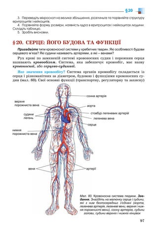 97
§20
3. Ïåðåâåäіòü ìіêðîñêîï íà âåëèêå çáіëüøåííÿ, ðîçãëÿíüòå òà ïîðіâíÿéòå ñòðóêòóðó
åðèòðîöèòіâ і ëåéêîöèòіâ.
4. Ïîðіâíÿéòå ôîðìó, ðîçìіðè, íàÿâíіñòü ÿäðà â åðèòðîöèòàõ і ëåéêîöèòàõ ëþäèíè.
Ñêëàäіòü òàáëèöþ.
5. Çðîáіòü âèñíîâêè.
§20. ÑÅÐÖÅ: ÉÎÃÎ ÁÓÄÎÂÀ ÒÀ ÔÓÍÊÖІЇ
Пригадайте типи кровоносної системи у хребетних тварин. Які особливості будови
серцевого м’яза? Які судини називають артеріями, а які – венами?
Ðóõ êðîâі ïî çàìêíåíіé ñèñòåìі êðîâîíîñíèõ ñóäèí і ïîðîæíèí ñåðöÿ
íàçèâàþòü êðîâîîáіãîì. Ñèñòåìà, ÿêà çàáåçïå÷óє êðîâîîáіã, ìàє íàçâó
êðîâîíîñíîї, àáî ñåðöåâî-ñóäèííîї.
ßêå çíà÷åííÿ êðîâîîáіãó? Ñèñòåìà îðãàíіâ êðîâîîáіãó ñêëàäàєòüñÿ іç
ñåðöÿ і ðіçíîìàíіòíèõ çà äіàìåòðîì, áóäîâîþ і ôóíêöіÿìè êðîâîíîñíèõ ñó-
äèí (ìàë. 80). Ñâîї îñíîâíі ôóíêöії (òðàíñïîðòíó, ðåãóëÿòîðíó òà çàõèñíó)
верхня
порожнистаа вена
а артеріясонн
тааорт
цесерц
товбур легеневих артерійст
легенева вена
судинни
легеннь
нижня
порожниста ввена
веени ріїартер
Мал. 80. Кровоносна система людини. Зав-
дання. найдіть на малюнку серце і судини,Зн
м безпосередньо з’єднані (аорта,які з ним
артерія, легеневі вени, верхня і ниж-легенева
нисті вени), сонну артерію, судининя порожн
и, судини верхніх і нижніх кінцівокголови
 
