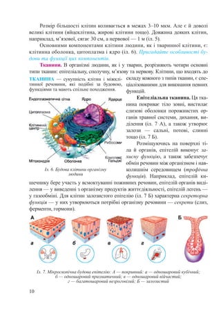10
Розмір більшості клітин коливається в межах 3–10 мкм. Але є й доволі
великі клітини (яйцеклітина, жирові клітини тощо). Довжина деяких клітин,
наприклад, м’язової, сягає 30 см, а нервової — 1 м (іл. 5).
Основними компонентами клітини людини, як і тваринної клітини, є:
клітинна оболонка, цитоплазма і ядро (іл. 6). Пригадайте особливості бу-
дови та функції цих компонентів.
Тканини. В організмі людини, як і у тварин, розрізняють чотири основні
типи тканин: епітеліальну, сполучну, м’язову та нервову. Клітини, що входять до
складу кожного з типів тканин, є спе-
ціалізованими для виконання певних
функцій.
Епітеліальна тканина. Ця тка-
нина покриває тіло зовні, вистилає
слизові оболонки порожнистих ор-
ганів травної системи, дихання, ви-
ділення (іл. 7 А), а також утворює
залози  — сальні, потові, слинні
тощо (іл. 7 Б).
Розміщуючись на поверхні ті-
ла й органів, епітелій виконує за-
хисну функцію, а також забезпечує
обмін речовин між організмом і нав-
колишнім середовищем (трофічна
функція). Наприклад, епітелій ки-
шечнику бере участь у всмоктуванні поживних речовин, епітелій органів виді-
лення — у виведенні з організму продуктів життєдіяльності, епітелій легень —
у газообміні. Для клітин залозистого епітелію (іл. 7 Б) характерна секреторна
функція — у них утворюються потрібні організму речовини — секрети (слиз,
ферменти, гормони).
Іл. 6. Будова клітини організму
людини
ТКАНИНА  — сукупність клітин і міжклі-
тинної речовини, які подібні за будовою,
функціями та мають спільне походження.
Іл. 7. Мікроскопічна будова епітелію: А — покривний: а — одношаровий кубічний;
б — одношаровий призматичний; в — одношаровий війчастий;
г — багатошаровий незроговілий; Б — залозистий
 