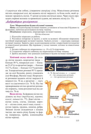 115
з’єднуються між собою, утворюючи своєрідну сітку. Міжклітинна речовина
містить мінеральні солі, які надають кістці твердості, та білок осеїн, який зу-
мовлює пружність кісток. У центрі остеона міститься канал. Через нього про-
ходять нервові волокна та кровоносні судини, які живлять кістку (іл. 75).
Тема: Мікроскопічна будова кісткової тканини.
Мета: дослідити будову кісткової тканини, установити зв’язок між її будовою та
функціями, навчитися розпізнавати кісткову тканину.
Обладнання: мікроскопи, мікропрепарат кісткової тканини.
Хід дослідження
1. Підготуйте мікроскоп до роботи.
2. Розгляньте почергово за малого, а потім за великого збільшення мікроскопа
постійний мікропрепарат кісткової тканини. Знайдіть остеон — структурну одиницю
кісткової тканини. Зверніть увагу на розташування клітин з відростками (остеоцитів)
та міжклітинної речовини. Що переважає у складі тканини: клітини чи міжклітинна
речовина?
3. Зіставте побачене під мікроскопом з іл. 10 а (§ 2) підручника.
4. Схематично зобразіть побачену під мікроскопом кісткову тканину.
5. Зробіть висновок: чим зумовлені особливості будови кісткової тканини?
Хімічний склад кістки. До скла-
ду кісток входять неорганічні (вода —
близько 50 %, мінеральні солі — близь-
ко 21,8 %) та органічні (жири — близько
15,7 %, білки — близько 12,5 %) речови-
ни. З неорганічних речовин 95 % припа-
дає на солі Кальцію, решту становлять
солі Фосфору, Магнію тощо. Неорганіч-
ні речовини надають кістці твердості й
міцності (іл. 76 а), а органічні — гнуч-
кості та еластичності (іл. 76 б). Під час
прожарювання кістки органічні речови-
ни згорають, і вона розсипається від до-
тику (іл. 76 в).
Види кісток. За формою кістки по-
діляють на довгі (трубчасті), короткі,
плоскі, змішані (іл. 77). Довгі кістки —
кістки плеча, стегна, гомілки; корот-
кі — кістки стопи, кисті тощо, плоскі —
кістки черепа, грудина, лопатки, ребра.
Змішані кістки складаються з кількох
частин, що мають різну будову та фор-
му (наприклад, хребці, клиноподібна
кістка черепа).
Іл. 76. Вигляд кістки: а — у нормі;
б — без мінеральних речовин;
в — без органічних речовин
Іл. 77. Види кісток
 