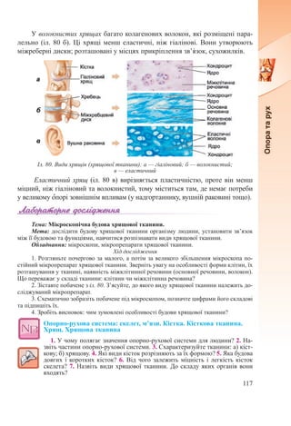 117
У волокнистих хрящах багато колагенових волокон, які розміщені пара-
лельно (іл. 80 б). Ці хрящі менш еластичні, ніж гіалінові. Вони утворюють
міжреберні диски; розташовані у місцях прикріплення зв’я́зок, сухожилків.
Еластичний хрящ (іл. 80 в) вирізняється пластичністю, проте він менш
міцний, ніж гіаліновий та волокнистий, тому міститься там, де немає потреби
у великому ˆопорі зовнішнім впливам (у надгортаннику, вушній раковині тощо).
Тема: Мікроскопічна будова хрящової тканини.
Мета: дослідити будову хрящової тканини організму людини, установити зв’язок
між її будовою та функціями, навчитися розпізнавати види хрящової тканини.
Обладнання: мікроскопи, мікропрепарати хрящової тканини.
Хід дослідження
1. Розгляньте почергово за малого, а потім за великого збільшення мікроскопа по-
стійний мікропрепарат хрящової тканини. Зверніть увагу на особливості форми клітин, їх
розташування у тканині, наявність міжклітинної речовини (основної речовини, волокон).
Що переважає у складі тканини: клітини чи міжклітинна речовина?
2. Зіставте побачене з іл. 80. З’ясуйте, до якого виду хрящової тканини належить до-
сліджуваний мікропрепарат.
3. Схематично зобразіть побачене під мікроскопом, позначте цифрами його складові
та підпишіть їх.
4. Зробіть висновок: чим зумовлені особливості будови хрящової тканини?
Опорно-рухова система: скелет, м’язи. Кістка. Кісткова тканина.
Хрящ. Хрящова тканина
1. У чому полягає значення опорно-рухової системи для людини? 2. На-
звіть частини опорно-рухової системи. 3. Схарактеризуйте тканини: а) кіст-
кову; б) хрящову. 4. Які види кіcток розрізняють за їх формою? 5. Яка будова
довгих і коротких кісток? 6. Від чого залежить міцність і легкість кісток
скелета? 7. Назвіть види хрящової тканини. До складу яких органів вони
входять?
Іл. 80. Види хрящів (хрящової тканини): а — гіаліновий; б — волокнистий;
в — еластичний
 
