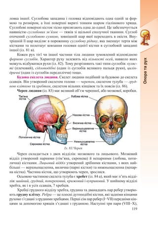 119
ловка іншої. Суглобова западина і головка відповідають одна одній за фор-
мою та розміром, а їхні поверхні вкриті тонким шаром гіалінового хряща.
Суглобові поверхні кісток тісно прилягають одна до одної. Це забезпечується
наявністю суглобових зв’я́зок — тяжів зі щільної сполучної тканини. Суглоб
оточений суглобовою сумкою, зовнішній шар якої переходить в окістя. Вну-
трішній її шар виділяє в порожнину суглобову рідину, яка зменшує тертя між
кістками та полегшує ковзання головки однієї кістки в суглобовій западині
іншої (іл. 81 в).
Кожен рух тієї чи іншої частини тіла людини зумовлений відповідною
формою суглобів. Характер руху залежить від кількості осей, навколо яких
можуть відбуватися рухи (іл. 82). Тому розрізняють такі типи суглобів: куляс-
ті (плечовий), сідлоподібні (один із суглобів великого пальця руки), цилін-
дричні (один із суглобів передпліччя) тощо.
Будова скелета людини. Скелет людини подібний за будовою до скелета
ссавців. Він утворений скелетом голови — черепом, скелетом тулуба — груд-
ною кліткою та хребтом, скелетом вільних кінцівок та їх поясів (іл. 86).
Череп людини (іл. 83) має великий об’єм черепної, або мозкової, коробки.
Череп складається з двох відділів: мозкового та лицьового. Мозковий
відділ утворений парними (тім’яна, скронева) й непарними (лобова, поти-
лична) кістками. Лицьовий відділ утворений дрібними кістками, з яких най-
більші — верхньощелепна, вилична (парні кістки) та нижньощелепна (непар-
на кістка). Частина кісток, що утворюють череп, зрослися.
Осьовою частиною скелета тулуба є хребет (іл. 84 а), який має п’ять відді-
лів: шийний, грудний, поперековий, крижовий і куприковий. У шийному відділі
хребта, як і в усіх ссавців, 7 хребців.
Хребці грудного відділу хребта, грудина та дванадцять пар ребер утворю-
ють грудну клітку. Ребра — це плоскі дугоподібні кістки, які задніми кінцями
рухомо з’єднані з грудними хребцями. Перші сім пар ребер (І−VII) передніми кін-
цями за допомогою хрящів з’єднані з грудиною. Наступні три пари (VIII−X),
Іл. 83.Череп
 