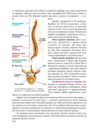 120
з’єднуючись хрящами між собою, утворюють реберну дугу, якою кріпляться
до грудини. Передні кінці останніх двох пар ребер (XI−XII) вільно лежать у
товщі м’язів (іл. 85). Крижові хребці зрослись у крижі, а куприкові — у ку-
прик.
Хребет утворений 33–34 хребцями.
Хребець (іл.  84  б) складається з тіла,
дуги та кількох відростків, до яких крі-
пляться м’язи. Тіло та дуга замикаються
в кільце й утворюють отвір. Отвори всіх
хребців утворюють хребетний канал, у
якому міститься спинний мозок.
Пояс верхніх кінцівок, або плечо-
вий пояс, складається з парних кісток
(лопатки та ключиці). До нього крі-
питься скелет вільних верхніх кінцівок
(іл.  86). Він утворений плечовою кіст-
кою, двома кістками передпліччя (лік-
тьова й променева) та кістками кисті.
Пояс нижніх кінцівок, або тазовий
пояс, складається із трьох пар великих
кісток (сідничні, лобкові й клубові). Як і в
більшості ссавців, ці кістки зростаються
з крижовими хребцями. До поясу нижніх
кінцівок кріпиться скелет вільних ниж-
ніх кінцівок (іл. 86), утворений стегно-
вою кісткою, великою і малою гомілко-
вими кістками та кістками стопи.
Особливості скелета людини. По-
рівняно із ссавцями будова скелета лю-
дини має специфічні особливості. Вони
пов’язані передусім із прямоходінням.
Тіло людини займає вертикальне поло-
ження та спирається на нижні кінцівки.
Хребет має 4 нормальні фізіологічні вигини (близько 4 см): два вперед —
шийний і поперековий та два назад — грудний і крижовий (іл. 84 а). Завдяки
цим вигинам хребет має S-подібну форму, що забезпечує його пружність під
час ходіння та пом’якшує поштовхи тіла. Тіла хребців збільшуються за роз-
мірами та масою, починаючи від шийного та закінчуючи крижовим відділом.
Це пов’язано зі збільшенням навантаження на нижні відділи хребта.
За вертикального положення тіла внутрішні органи тиснуть своєю ма-
сою в напрямку, протилежному грудині. Це спричинило розвиток плоскої та
широкої грудної клітки.
Іл. 84. Будова хребта: а — відділи
хребта; б — будова грудного хребця
 