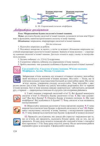124
Тема: Мікроскопічна будова скелетної м’язової тканини.
Мета: дослідити будову скелетної м’язової тканини, установити зв’язок між її будо-
вою та функціями, навчитися розпізнавати скелетну м’язову тканину.
Обладнання: мікроскопи, мікропрепарат скелетної м’язової тканини.
Хід дослідження
1. Підготуйте мікроскоп до роботи.
2. Розгляньте почергово за малого, а потім за великого збільшення мікроскопа по-
стійний мікропрепарат скелетної м’язової тканини. Знайдіть м’язове волокно — структур-
ну одиницю скелетної м’язової тканини. Дослідіть кількість ядер у ньому та посмугова-
ність волокна.
3. Зіставте побачене з іл. 12 б (§ 2) підручника.
4. Схематично зобразіть побачену під мікроскопом м’язову тканину.
5. Зробіть висновок: чим зумовлені особливості будови скелетної м’язової тканини?
Скелетний м’яз. Скелетна м’язова тканина. М’язове волокно.
Міофібрила. Актин. Міозин. Сухожилок
Забарвлення м’язів залежить від кількості м’язового пігменту міоглобіну,
який міститься в цитоплазмі м’язових волокон. Міоглобін — білок, що за
хімічним складом і властивостями близький до гемоглобіну крові. Він легко
зв’язує кисень, утворюючи сполуку оксиміоглобін. Тому міоглобін є дже-
релом кисню для м’язів. Залежно від умісту міоглобіну розрізняють білі та червоні
м’язові волокна. Білі м’язові волокна швидко скорочуються і забезпечують активний
рух, а червоні — скорочуються повільно й слугують для підтримки рівноваги.
1. З якої тканини утворений скелетний м’яз? 2. Які функції виконують
скелетні м’язи? 3. Опишіть будову скелетного м’яза. 4. Що таке сухожи-
лок? Яка його будова? 5. Опишіть будову м’язового волокна. 6. Що таке
міофібрила? Які особливості її будови? 7. Чому скелетні м’язи називають
посмугованими?
8. Обґрунтуйте значення скелетних м’язів в організмі людини. 9. У чому
виявляється взаємозв’язок будови та функцій скелетного м’яза? 10. Порів-
няйте посмуговану скелетну м’язову тканину з посмугованою серцевою.
11. У чому виявляється взаємозв’язок будови та функцій м’язового волокна?
12. Проведіть дослідження, яке доведе або спростує твердження про те,
що до м’язів, які працюють, надходить більше крові, ніж до тих, що не
працюють. В одну руку візьміть еспандер або тенісний м’ячик і стискайте
його протягом 1–3 хв. Іншу руку опустіть донизу. Після закінчення роботи
порівняйте руки за кольором. Сформулюйте висновок.
Іл. 88. Скоротливий елемент міофібрили
 