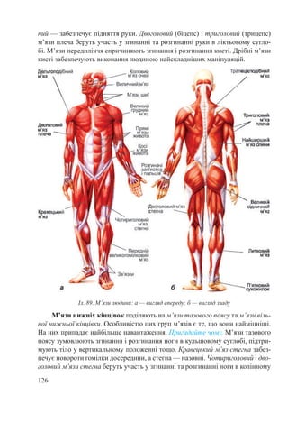 126
ний — забезпечує підняття руки. Двоголовий (біцепс) і триголовий (трицепс)
м’язи плеча беруть участь у згинанні та розгинанні руки в ліктьовому сугло-
бі. М’язи передпліччя спричиняють згинання і розгинання кисті. Дрібні м’язи
кисті забезпечують виконання людиною найскладніших маніпуляцій.
М’язи нижніх кінцівок поділяють на м’язи тазового поясу та м’язи віль-
ної нижньої кінцівки. Особливістю цих груп м’язів є те, що вони найміцніші.
На них припадає найбільше навантаження. Пригадайте чому. М’язи тазового
поясу зумовлюють згинання і розгинання ноги в кульшовому суглобі, підтри-
мують тіло у вертикальному положенні тощо. Кравецький м’яз стегна забез-
печує повороти гомілки досередини, а стегна — назовні. Чотириголовий і дво-
головий м’язи стегна беруть участь у згинанні та розгинанні ноги в колінному
Іл. 89. М’язи людини: а — вигляд спереду; б — вигляд ззаду
 