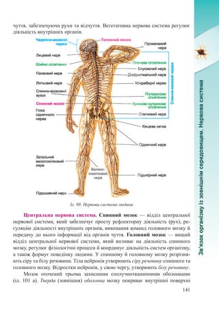 141
чуття, забезпечуючи рухи та відчуття. Вегетативна нервова система регулює
діяльність внутрішніх органів.
Центральна нервова система. Спинний мозок — відділ центральної
нервової системи, який забезпечує просту рефлекторну діяльність (рух), ре-
гуляцію діяльності внутрішніх органів, виконання команд головного мозку й
передачу до нього інформації від органів чуття. Головний мозок — вищий
відділ центральної нервової системи, який впливає на діяльність спинного
мозку, регулює фізіологічні процеси й координує діяльність систем організму,
а також формує поведінку людини. У спинному й головному мозку розрізня-
ють сіру та білу речовини. Тіла нейронів утворюють сіру речовину спинного та
головного мозку. Відростки нейронів, у свою чергу, утворюють білу речовину.
Мозок оточений трьома захисними сполучнотканинними оболонками
(іл. 101 а). Тверда (зовнішня) оболонка мозку покриває внутрішні поверхні
Іл. 99. Нервова система людини
 