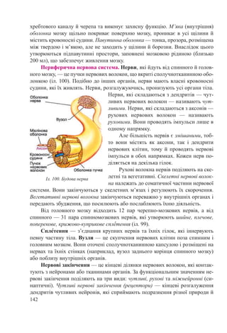 142
хребтового каналу й черепа та виконує захисну функцію. М’яка (внутрішня)
оболонка мозку щільно покриває поверхню мозку, проникає в усі щілини й
містить кровоносні судини. Павутинна оболонка — тонка, прозора, розміщена
між твердою і м’якою, але не заходить у щілини й борозни. Внаслідок цього
утворюються підпавутинні простори, заповнені мозковою рідиною (близько
200 мл), що забезпечує живлення мозку.
Периферична нервова система. Нерви, які йдуть від спинного й голов-
ного мозку, — це пучки нервових волокон, що вкриті сполучнотканинною обо-
лонкою (іл. 100). Подібно до інших органів, нерви мають власні кровоносні
судини, які їх живлять. Нерви, розгалужуючись, пронизують усі органи тіла.
Нерви, які складаються з дендритів — чут-
ливих нервових волокон — називають чут-
ливими. Нерви, які складаються з аксонів —
рухових нервових волокон  — називають
руховими. Вони проводять імпульси лише в
одному напрямку.
Але більшість нервів є змішаними, тоб-
то вони містять як аксони, так і дендрити
нервових клітин, тому й проводять нервові
імпульси в обох напрямках. Кожен нерв по-
діляється на декілька гілок.
Рухові волокна нервів поділяють на ске-
летні та вегетативні. Скелетні нервові волок-
на належать до соматичної частини нервової
системи. Вони закінчуються у скелетних м’язах і регулюють їх скорочення.
Вегетативні нервові волокна закінчуються переважно у внутрішніх органах і
передають збудження, що посилюють або послаблюють їхню діяльність.
Від головного мозку відходить 12 пар черепно-мозкових нервів, а від
спинного — 31 пара спинномозкових нервів, які утворюють шийне, плечове,
поперекове, крижово-куприкове сплˆетення (іл. 99).
Сплˆетення — з’єднання крупних нервів та їхніх гілок, які іннервують
певну частину тіла. Вузли — це скупчення нервових клітин поза спинним і
головним мозком. Вони оточені сполучнотканинною капсулою і розміщені на
нервах та їхніх стінках (наприклад, вузол заднього корінця спинного мозку)
або поблизу внутрішніх органів.
Нервові закінчення — це кінцеві ділянки нервових волокон, які контак-
тують з нейронами або тканинами органів. За функціональним значенням не-
рвові закінчення поділяють на три види: чутливі, рухові та міжнейронні (си-
наптичні). Чутливі нервові закінчення (рецептори) — кінцеві розгалуження
дендритів чутливих нейронів, які сприймають подразнення різної природи й
Іл. 100. Будова нерва
 