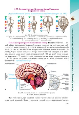 147
§ 37. Головний мозок. Будова та функції заднього  
і середнього мозку
Як ускладнювалася будова головного мозку хребетних тварин (іл. 103)?
Загальна характеристика головного мозку. Головний мозок — ви-
щий відділ центральної нервової системи людини, де відбуваються най-
складніші процеси аналізу й синтезу інформації, яка надходить від органів
чуття (іл. 104 а). Він міститься в порожнині черепа й займає близько 95 %
об’єму. Через великі потиличні отвори головний мозок з’єднується зі спин-
ним мозком. Маса мозку новонародженого 330–400 г, а до 20 років вона ся-
гає максимуму. У дорослих маса головного мозку може значно різнитися
(1 100–2 200 г), але рівень розумових здібностей від маси головного мозку
не залежить. Поміркуйте чому.
Вам уже відомо, що головний мозок укритий такими самими оболон-
ками, що й спинний. Вони утворюють єдиний покрив центральної нерво-
Іл. 103. Будова головного мозку:
а — риб; б — земноводних; в — плазунів; г — птахів; ґ — ссавців; 1 — нюхові частки;
2 — великі півкулі; 3— зорові частки; 4 — мозочок; 5 — довгастий мозок;
6 — проміжний мозок; 7— спинний мозок
Іл. 104. Головний мозок: а — загальний план будови;
б — сіра та біла речовини
 