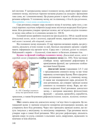 148
вої системи. У центральному каналі головного мозку, який продовжує канал
спинного мозку, міститься черепно-мозкова рідина (за складом і функціями
така сама, як і спинномозкова). Ця рідина разом із кров’ю забезпечує обмін
речовин нейронів. У головному мозку, як і в спинному, є біла й сіра речовини.
Пригадайте, з чого вони складаються.
Сіра речовина утворює кору великого мозку й мозочка; крім того, у ви-
гляді окремих скупчень нейронів (ядер) вона міститься всередині білої речо-
вини. Біла речовина утворює провідні шляхи, які зв’язують відділи головно-
го мозку між собою та зі спинним мозком (іл. 104 б).
Головний мозок прийнято поділяти на три відділи (іл. 104 а): задній мозок
(довгастий мозок, міст і мозочок), середній мозок, передній мозок (проміж-
ний мозок і великий, або кінцевий, мозок).
Від головного мозку відходять 12 пар черепно-мозкових нервів, що регу-
люють діяльність м’язів голови та шиї, багатьох внутрішніх органів і сприй-
мають інформацію від органів чуття. Серед них є чутливі, рухові та змішані.
Найдовший з нервів — блукаючий, гілки якого є в багатьох ділянках тіла.
Будова та функції стовбура головного мозку. Довгастий мозок, міст і
середній мозок утворюють стовбур головного мозку (іл. 105). Усім частинам
стовбура мозку притаманні рефлекторна й
провідникова функції, що зумовлено особли-
востями їхньої будови.
Довгастий мозок (завдовжки 2,5–3  см)
є продовженням спинного мозку та має чітко
виражену сегментарну будову. Його сіра речо-
вина розташована так, як у спинному мозку,
й також має відокремлені ядра, розділені бі-
лою речовиною, що утворює провідні шляхи
спинного та головного мозку. Ядра, що міс-
тяться всередині білої речовини довгастого
мозку, є центрами важливих фізіологічних
функцій — дихання, кровообігу, серцебиття,
травлення, а також безумовних рефлексів (чхання, кашлю, жування, ковтан-
ня тощо).
Міст лежить вище від довгастого мозку і зв’язує його із середнім. Це по-
товщений валик зі значною кількістю поперечно розташованих волокон, які
утворюють його білу речовину. Через міст проходять провідні шляхи, що не-
суть імпульси у висхідному та низхідному напрямках. Сіра речовина моста
утворює ядра в товщі білої речовини. Міст регулює рефлекторну діяльність
органів смаку та слуху, слинних і сльозових залоз, окорухових, жувальних та
мімічних м’язів обличчя.
Іл. 105. Стовбур головного
мозку та проміжний мозок
 