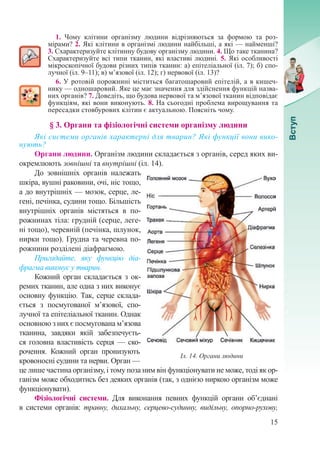15
1. Чому клітини організму людини відрізняються за формою та роз-
мірами? 2. Які клітини в організмі людини найбільші, а які — найменші?
3. Схарактеризуйте клітинну будову організму людини. 4. Що таке тканина?
Схарактеризуйте всі типи тканин, які властиві людині. 5. Які особливості
мікроскопічної будови різних типів тканин: а) епітеліальної (іл. 7); б) спо-
лучної (іл. 9–11); в) м’язової (іл. 12); г) нервової (іл. 13)?
6. У ротовій порожнині міститься багатошаровий епітелій, а в кишеч-
нику — одношаровий. Яке це має значення для здійснення функцій назва-
них органів? 7. Доведіть, що будова нервової та м’язової тканин відповідає
функціям, які вони виконують. 8. На сьогодні проблема вирощування та
пересадки стовбурових клітин є актуальною. Поясніть чому.
§ 3. Органи та фізіологічні системи організму людини
Які системи органів характерні для тварин? Які функції вони вико-
нують?
Органи людини. Організм людини складається з органів, серед яких ви­
окремлюють зовнішні та внутрішні (іл. 14).
До зовнішніх органів належать
шкіра, вушні раковини, очі, ніс тощо,
а до внутрішніх — мозок, серце, ле-
гені, печінка, судини тощо. Більшість
внутрішніх органів містяться в по-
рожнинах тіла: грудній (серце, леге-
ні тощо), черевній (печінка, шлунок,
нирки тощо). Грудна та черевна по-
рожнини розділені діафрагмою.
Пригадайте, яку функцію діа-
фрагма виконує у тварин.
Кожний орган складається з ок-
ремих тканин, але одна з них виконує
основну функцію. Так, серце склада-
ється з посмугованої м’язової, спо-
лучної та епітеліальної тканин. Однак
основною з них є посмугована м’язова
тканина, завдяки якій забезпечуєть-
ся головна властивість серця — ско-
рочення. Кожний орган пронизують
кровоносні судини та нерви. Орган —
це лише частина організму, і тому поза ним він функціонувати не може, тоді як ор-
ганізм може обходитись без деяких органів (так, з однією ниркою організм може
функціонувати).
Фізіологічні системи. Для виконання певних функцій органи об’єднані
в системи органів: травну, дихальну, серцево-судинну, видільну, опорно-рухову,
Іл. 14. Органи людини
 