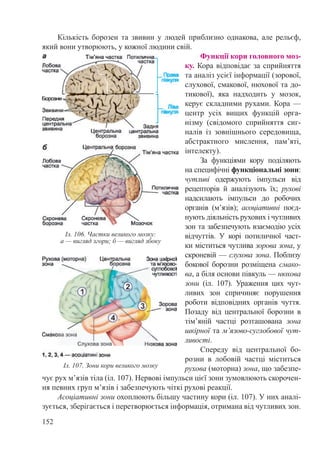 152
Кількість борозен та звивин у людей приблизно однакова, але рельєф,
який вони утворюють, у кожної людини свій.
Функції кори головного моз-
ку. Кора відповідає за сприйняття
та аналіз усієї інформації (зорової,
слухової, смакової, нюхової та до-
тикової), яка надходить у мозок,
керує складними рухами. Кора —
центр усіх вищих функцій орга-
нізму (свідомого сприйняття сиг-
налів із зовнішнього середовища,
абстрактного мислення, пам’яті,
інтелекту).
За функціями кору поділяють
на специфічні функціональні зони:
чутливі одержують імпульси від
рецепторів й аналізують їх; рухові
надсилають імпульси до робочих
органів (м’язів); асоціативні поєд-
нують діяльність рухових і чутливих
зон та забезпечують взаємодію усіх
відчуттів. У корі потиличної част-
ки міститься чутлива зорова зона, у
скроневій — слухова зона. Поблизу
бокової борозни розміщена смако-
ва, а біля основи півкуль — нюхова
зони (іл.  107). Ураження цих чут-
ливих зон спричиняє порушення
роботи відповідних органів чуття.
Позаду від центральної борозни в
тім’яній частці розташована зона
шкірної та м’язово-суглобової чут-
ливості.
Спереду від центральної бо-
розни в лобовій частці міститься
рухова (моторна) зона, що забезпе-
чує рух м’язів тіла (іл. 107). Нервові імпульси цієї зони зумовлюють скорочен-
ня певних груп м’язів і забезпечують чіткі рухові реакції.
Асоціативні зони охоплюють більшу частину кори (іл. 107). У них аналі-
зується, зберігається і перетворюється інформація, отримана від чутливих зон.
Іл. 107. Зони кори великого мозку
Іл. 106. Частки великого мозку:
а — вигляд згори; б — вигляд збоку
 