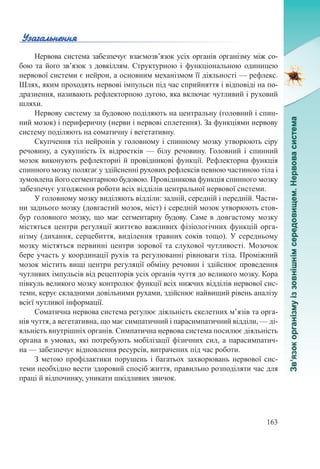 163
Нервова система забезпечує взаємозв’язок усіх органів організму між со-
бою та його зв’язок з довкіллям. Структурною і функціональною одиницею
нервової системи є нейрон, а основним механізмом її діяльності –– рефлекс.
Шлях, яким проходять нервові імпульси під час сприйняття і відповіді на по-
дразнення, називають рефлекторною дугою, яка включає чутливий і руховий
шляхи.
Нервову систему за будовою поділяють на центральну (головний і спин-
ний мозок) і периферичну (нерви і нервові сплетення). За функціями нервову
систему поділяють на соматичну і вегетативну.
Скупчення тіл нейронів у головному і спинному мозку утворюють сіру
речовину, а сукупність їх відростків  — білу речовину. Головний і спинний
мозок виконують рефлекторні й провідникові функції. Рефлекторна функція
спинного мозку полягає у здійсненні рухових рефлексів певною частиною тіла і
зумовлена його сегментарною будовою. Провідникова функція спинного мозку
забезпечує узгодження роботи всіх відділів центральної нервової системи.
У головному мозку виділяють відділи: задній, середній і передній. Части-
ни заднього мозку (довгастий мозок, міст) і середній мозок утворюють стов-
бур головного мозку, що має сегментарну будову. Саме в довгастому мозку
містяться центри регуляції життєво важливих фізіологічних функцій орга-
нізму (дихання, серцебиття, виділення травних соків тощо). У середньому
мозку містяться первинні центри зорової та слухової чутливості. Мозочок
бере участь у координації рухів та регулюванні рівноваги тіла. Проміжний
мозок містить вищі центри регуляції обміну речовин і здійснює проведення
чутливих імпульсів від рецепторів усіх органів чуття до великого мозку. Кора
півкуль великого мозку контролює функції всіх нижчих відділів нервової сис-
теми, керує складними довільними рухами, здійснює найвищий рівень аналізу
всієї чутливої інформації.
Соматична нервова система регулює діяльність скелетних м’язів та орга-
нів чуття, а вегетативна, що має симпатичний і парасимпатичний відділи, — ді-
яльність внутрішніх органів. Симпатична нервова система посилює діяльність
органа в умовах, які потребують мобілізації фізичних сил, а парасимпатич-
на — забезпечує відновлення ресурсів, витрачених під час роботи.
З метою профілактики порушень і багатьох захворювань нервової сис-
теми необхідно вести здоровий спосіб життя, правильно розподіляти час для
праці й відпочинку, уникати шкідливих звичок.
 