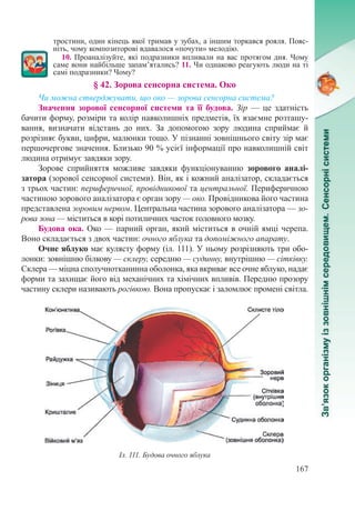 167
тростини, один кінець якої тримав у зубах, а іншим торкався рояля. Пояс-
ніть, чому композиторові вдавалося «почути» мелодію.
10. Проаналізуйте, які подразники впливали на вас протягом дня. Чому
саме вони найбільше запам’ятались? 11. Чи однаково реагують люди на ті
самі подразники? Чому?
§ 42. Зорова сенсорна система. Око
Чи можна стверджувати, що око — зорова сенсорна система?
Значення зорової сенсорної системи та її будова. Зір — це здатність
бачити форму, розміри та колір навколишніх предметів, їх взаємне розташу-
вання, визначати відстань до них. За допомогою зору людина сприймає й
розрізняє букви, цифри, малюнки тощо. У пізнанні зовнішнього світу зір має
першочергове значення. Близько 90 % усієї інформації про навколишній світ
людина отримує завдяки зору.
Зорове сприйняття можливе завдяки функціонуванню зорового аналі-
затора (зорової сенсорної системи). Він, як і кожний аналізатор, складається
з трьох частин: периферичної, провідникової та центральної. Периферичною
частиною зорового аналізатора є орган зору — око. Провідникова його частина
представлена зоровим нервом. Центральна частина зорового аналізатора — зо-
рова зона — міститься в корі потиличних часток головного мозку.
Будова ока. Око — парний орган, який міститься в очній ямці черепа.
Воно складається з двох частин: очного яблука та допоміжного апарату.
Очне яблуко має кулясту форму (іл. 111). У ньому розрізняють три обо-
лонки: зовнішню білкову — склеру, середню — судинну, внутрішню — сітківку.
Склера — міцна сполучнотканинна оболонка, яка вкриває все очне яблуко, надає
форми та захищає його від механічних та хімічних впливів. Передню прозору
частину склери називають рогівкою. Вона пропускає і заломлює промені світла.
Іл. 111. Будова очного яблука
 