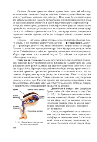 168
Судинна оболонка пронизана сіткою кровоносних судин, які забезпечу-
ють живлення тканин ока. Спереду, навпроти рогівки, судинна оболонка пере-
ходить у райдужну оболонку, або райдужку. Вона може бути синьою, сірою
або карою, залежно від числа та розташування в ній пігментних клітин. Саме
ця оболонка визначає колір очей. У центрі райдужки міститься круглий отвір —
зіниця, яка виконує роль діафрагми. Вона рефлекторно регулює ширину пучка
променів, що надходять усередину ока: за яскравого освітлення зіниця звужу-
ється, а за слабкого — розширюється. М’яз, що звужує зіницю, іннервується
парасимпатичними нервами, а м’яз, що розширює зіницю, — симпатичними
нервами.
Сітківка — найтонша, майже прозора, світлосприймальна оболонка очно-
го яблука. У ній містяться світлочутливі клітини — фоторецептори. Колбоч-
ки — рецептори денного зору. Вони сприймають яскраве світло й кольори.
Палички — рецептори присмеркового зору. Вони збуджуються, коли діє слабке
світло. У сітківці енергія світлових променів, що потрапили всередину очного
яблука, перетворюється у нервовий імпульс. Тут здійснюється первинна об-
робка зорового сигналу.
Оптична система ока. Позаду райдужки міститься прозорий кришта-
лик, який має форму збиральної лінзи. Кришталик є еластичним, він може
змінювати свою форму залежно від ступеню скорочення війкового м’яза,
що огортає його. Простір усередині очного яблука позаду кришталика за-
повнений прозорою драглистою речовиною  — склистим тілом, яке до-
помагає підтримувати кулясту форму ока в певному об’ємі та пропускає
світлові промені на сітківку. Рогівка, кришталик та склисте тіло утворюють
оптичну систему ока. Світлові промені від предметів, потрапивши в око,
Заломлюються, проходять через усі структурні елементи оптичної системи
й забезпечують зображення цих предметів на сітківці.
Допоміжний апарат ока утворюють
брови, повіки, вії, слізні залози та очні м’язи
(іл. 112, 113). Брови перешкоджають стікан-
ню поту з чола в очі. Повіки і вії захищають
очі від вітру, пилу та яскравих променів.
Внутрішня частина повік та склера вкриті
тонкою захисною слизовою оболонкою —
кон’юнктивою.
Сльози, що виробляються слізною зало-
зою, завдяки морганню повік зволожують,
дезінфікують та очищають око. Слізна зало-
за міститься у верхньому зовнішньому куті
над оком. Надлишок слізної рідини збира-Іл. 112. Допоміжний апарат ока
(захисні структури)
 