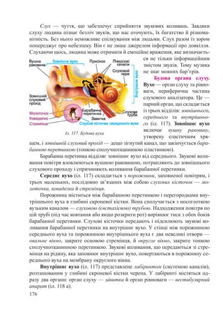 176
Слух  — чуття, що забезпечує сприйняття звукових коливань. Завдяки
слуху людина пізнає безліч звуків, що нас оточують, їх багатство й різнома-
нітність. Без нього неможливе спілкування між людьми. Слух разом із зором
попереджує про небезпеку. Він є не лише джерелом інформації про довкілля.
Слухаючи щось, людина може отримати й емоційне враження, яке визначаєть-
ся не тільки інформаційним
змістом звуків. Тому музика
не знає мовних бар’єрів.
Будова органа слуху.
Вухо — орган слуху та рівно-
ваги, периферична частина
слухового аналізатора. Це —
парний орган, що складається
із трьох відділів: зовнішнього,
середнього та внутрішньо-
го (іл.  117). Зовнішнє вухо
включає вушну раковину,
утворену еластичним хря-
щем, і зовнішній слу­ховий прохід — дещо зігнутий канал, що закінчується бара-
банною перетинкою (тон­кою сполучнотканинною пластинкою).
Барабанна перетин­ка відділяє зовнішнє вухо від середнього. Звукові коли-
вання повітря вловлюються вуш­ною раковиною, потрапляють до зовнішнього
слухового про­ходу і спричиняють коливання барабанної перетинки.
Середнє вухо (іл. 117) складається з порожнини, заповненої повітрям, і
трьох маленьких, послідовно зв’язаних між собою слухових кісточок — мо­
лоточка, коваделка й стремінця.
Порожнина міститься між барабанною перетинкою і перегородками вну-
трішнього вуха в глибині скроневої кістки. Вона сполучається з носо­глоткою
вузьким каналом — слуховою (євстахієвою) трубою. Надходження повітря по
цій трубі (під час ковтання або якщо розкрити рот) вирівнює тиск з обох боків
барабанної перетинки. Слухові кісточки передають і підсилюють звукові ко-
ливання барабанної перетинки на внутрішнє вухо. У стінці між порожниною
середнього вуха та порожниною внутрішнього вуха є два невеликі отвори —
овальне вікно, закрите основою стремінця, й округле вікно, закрите тонкою
сполучнотканинною перетинкою. Звукові коливання, що передаються зі стре-
мінця на рідину, яка заповнює внутрішнє вухо, повертаються в порожнину се-
реднього вуха на мембрану округлого вікна.
Внутрішнє вухо (іл. 117) представлене лабіринтом (системою каналів),
розташованим у глибині скроневої кістки черепа. У лабіринті містяться од-
разу два органи: орган слуху — за́витка й орган рівноваги — вестибулярний
апарат (іл. 118 а).
Іл. 117. Будова вуха
 