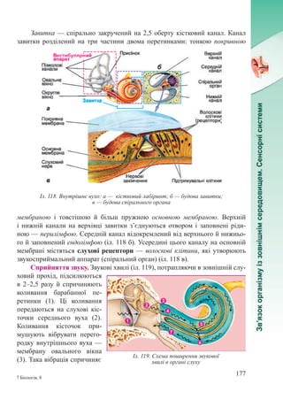 177
7 Біологія, 8
Завитка — спірально за­кручений на 2,5 оберту кістковий канал. Канал
завитки розділений на три частини двома перетинками: тонкою покривною
мембраною і товс­тішою й більш пружною основною мембраною. Верхній
і нижній канали на верхівці завитки з’єднуються отвором і заповнені ріди-
ною — перилімфою. Середній канал від­окремлений від верхнього й нижньо-
го й заповнений ендолімфою (іл. 118 б). Усередині цього каналу на основній
мембрані містяться слухові ре­цептори — волоскові клітини, які утворюють
звукосприймальний аппарат (спіральний орган) (іл. 118 в).
Сприйняття звуку. Звукові хвилі (іл. 119), потрапляючи в зовнішній слу-
ховий прохід, підсилюються
в 2–2,5 разу й спричиняють
коливання барабанної пе-
ретинки (1). Ці коливання
передаються на слухові кіс-
точки середнього вуха (2).
Коливання кісточок при-
мушують вібрувати перего­
родку внутрішнього вуха —
мембрану овального вікна
(3). Така вібрація спричиняє
Іл. 118. Внутрішнє вухо: а — кістковий лабіринт; б — будова завитки;
в — будова спірального органа
Іл. 119. Схема поширення звукової
хвилі в органі слуху
 