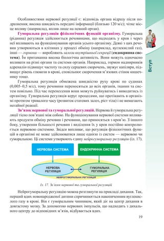 19
Особливостями нервової регуляції є: відповідь органа відразу після по-
дразнення; висока швидкість передачі інформації (близько 120 м/с); чітке міс-
це впливу (наприклад, вплив лише на певний орган).
Гуморальна регуляція фізіологічних функцій організму. Гуморальна
(рідинна) регуляція здійснюється речовинами, що надходять у кров і через
неї впливають на функціонування органів усього організму. Деякі з цих речо-
вин утворюються в клітинах у процесі обміну (наприклад, вуглекислий газ),
інші — гормони — виробляють залози внутрішньої секреції (ендокринна сис-
тема). Їм притаманна висока біологічна активність. Вони можуть одночасно
впливати на різні органи та системи органів. Наприклад, гормон наднирників
адреналін підвищує частоту та силу серцевих скорочень, звужує капіляри, під-
вищує рівень глюкози в крові, сповільнює скорочення м’язових стінок кишеч-
нику тощо.
Гуморальна регуляція обмежена швидкістю руху крові по судинах
(0,005–0,5 м/с), тому речовини переносяться до всіх органів, тканин та сис-
тем повільно. Під час перенесення вони можуть руйнуватись і виводитись із
організму. Гуморальна регуляція керує процесами, що протікають в організ-
мі протягом тривалого часу (розвиток статевих залоз, ріст тіла) і не вимагають
негайної реакції.
Зв’язок нервової та гуморальної регуляцій. Нервова й гуморальна регу-
ляції тісно пов’язані між собою. На функціонування нервової системи вплива-
ють продукти обміну речовин і речовини, що приносяться з кров’ю. З іншого
боку, утворення більшості речовин і виділення їх у кров постійно контролю-
ється нервовою системою. Звідси випливає, що регуляція фізіологічних функ-
цій в організмі не може здійснюватися лише однією із систем — нервовою чи
гуморальною. Ці системи утворюють єдину нейрогуморальну регуляцію (іл. 17).
Нейрогуморальну регуляцію можна розглянути на прикладі дихання. Так,
перший вдих новонародженої дитини спричинюється накопиченням вуглекис-
лого газу в крові. Він є гуморальним чинником, який діє на центр дихання в
довгастому мозку. За допомогою нервових імпульсів, що надходять з дихаль-
ного центру до відповідних м’язів, відбувається вдих.
Іл. 17. Зв’язок нервової та гуморальної регуляцій
 