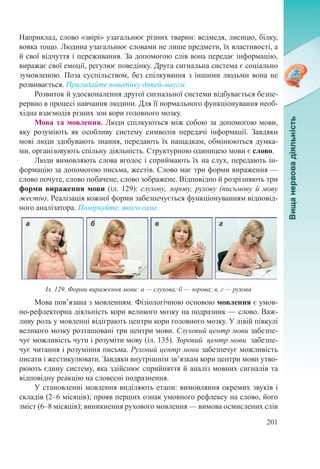 201
Наприклад, слово «звірі» узагальнює різних тварин: ведмедя, лисицю, білку,
вовка тощо. Людина узагальнює словами не лише предмети, їх властивості, а
й свої відчуття і переживання. За допомогою слів вона передає інформацію,
виражає свої емоції, регулює поведінку. Друга сигнальна система є соціально
зумовленою. Поза суспільством, без спілкування з іншими людьми вона не
розвивається. Пригадайте поведінку дітей-мауглі.
Розвиток й удосконалення другої сигнальної системи відбувається безпе-
рервно в процесі навчання людини. Для її нормального функціонування необ-
хідна взаємодія різних зон кори головного мозку.
Мова та мовлення. Люди спілкуються між собою за допомогою мови,
яку розуміють як особливу систему символів передачі інформації. Завдяки
мові люди здобувають знання, передають їх нащадкам, обмінюються думка-
ми, організовують спільну діяльність. Структурною одиницею мови є слово.
Люди вимовляють слова вголос і сприймають їх на слух, передають ін-
формацію за допомогою письма, жестів. Слово має три форми вираження —
слово почуте, слово побачене, слово зображене. Відповідно й розрізняють три
форми вираження мови (іл. 129): слухову, зорову, рухову (письмову й мову
жестів). Реалізація кожної форми забезпечується функціонуванням відповід-
ного аналізатора. Поміркуйте, якого саме.
Мова пов’язана з мовленням. Фізіологічною основою мовлення є умов-
но-рефлекторна діяльність кори великого мозку на подразник — слово. Важ-
ливу роль у мовленні відіграють центри кори головного мозку. У лівій півкулі
великого мозку розташовані три центри мови. Слуховий центр мови забезпе-
чує можливість чути і розуміти мову (іл. 135). Зоровий центр мови забезпе-
чує читання і розуміння письма. Руховий центр мови забезпечує можливість
писати і жестикулювати. Завдяки внутрішнім зв’язкам кори центри мови утво-
рюють єдину систему, яка здійснює сприйняття й аналіз мовних сигналів та
відповідну реакцію на словесні подразнення.
У становленні мовлення виділяють етапи: вимовляння окремих звуків і
складів (2–6 місяців); прояв перших ознак умовного рефлексу на слово, його
зміст (6–8 місяців); виникнення рухового мовлення — вимова осмислених слів
Іл. 129. Форми вираження мови: а — слухова; б — зорова; в, г — рухова
 