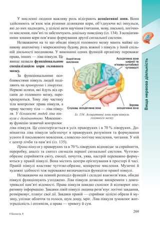 209
8 Біологія, 8
У мисленні людини важливу роль відіграють асоціативні зони. Вони
здійснюють зв’язок між різними ділянками кори, об’єднуючи всі імпульси,
які до них надходять, у цілісні акти научіння (читання, мову, письмо), логічно-
го мислення, пам’яті та забезпечують доцільну поведінку (іл. 134). З асоціатив-
ними зонами кори пов’язане формування другої сигнальної системи.
Незважаючи на те що обидві півкулі головного мозку мають майже од-
накову анатомічну і мікроскопічну будову, роль кожної з півкуль у їхній спіль-
ній діяльності неоднакова. У виконанні одних функцій організму переважає
права, інших — ліва півкуля. Це
явище назвали функціональною
спеціалізацією кори головного
мозку.
За функціональними осо-
бливостями півкуль людей поді-
ляють на праворуких і ліворуких.
Нервові шляхи, які йдуть від ор-
ганів до головного мозку, пере-
хрещуються. Тому ліву частину
тіла контролює права півкуля, а
праву частину тіла — ліва півку-
ля. У більшості людей ліва пів-
куля є домінантною. Мовленнє-
ву функцію зазвичай контролює
ліва півкуля. Це спостерігається в усіх праворуких і в 70 % ліворуких. До-
мінантна ліва півкуля забезпечує в праворуких розуміння та формування
усного й письмового мовлення, словесно-логічне мислення, читання. У ній
є центр лічби та пам’яті (іл. 135).
Права півкуля у праворуких та в 70 % ліворуких відповідає за сприйняття,
переробку, аналіз та синтез сигналів першої сигнальної системи. Чуттєво-
образне сприйняття світу, емоції, почуття, уява, настрій переважно форму-
ються у правій півкулі. Вона містить центри орієнтування в просторі й часі.
Правій півкулі властиве чуттєво-образне, конкретне мислення. Музичні й
художні здібності теж переважно визначаються функцією правої півкулі.
Незважаючи на певний розподіл функцій і складні взаємозв’язки, обидві
півкулі функціонують узгоджено. Ліва півкуля дозволяє виокремити з довго-
тривалої пам’яті відомості. Права півкуля швидко схоплює й відтворює опе-
ративну інформацію. Завдяки лівій півкулі людина розв’язує логічні завдання,
розмірковує, планує свої дії. Завдяки правій — сприймає цілісні образи й му-
зику, упізнає обличчя та голоси, шум дощу, мріє. Ліва півкуля зумовлює жит-
тєрадісність і оптимізм, а права — тривогу й сум.
Іл. 134. Асоціативні зони кори півкуль
головного мозку
 