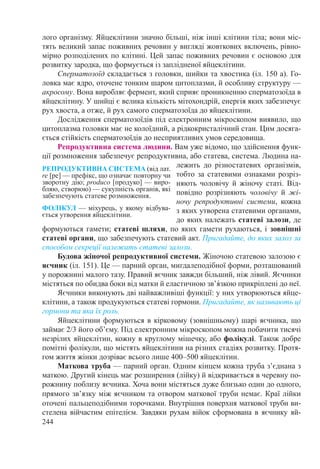 244
лого організму. Яйцеклітини значно більші, ніж інші клітини тіла; вони міс-
тять великий запас поживних речовин у вигляді жовткових включень, рівно-
мірно розподілених по клітині. Цей запас поживних речовин є основою для
розвитку зародка, що формується із заплідненої яйцеклітини.
Сперматозоїд складається з головки, шийки та хвостика (іл. 150 а). Го-
ловка має ядро, оточене тонким шаром цитоплазми, й особливу структуру —
акросому. Вона виробляє фермент, який сприяє проникненню сперматозоїда в
яйцеклітину. У шийці є велика кількість мітохондрій, енергія яких забезпечує
рух хвоста, а отже, й рух самого сперматозоїда до яйцеклітини.
Дослідження сперматозоїдів під електронним мікроскопом виявило, що
цитоплазма головки має не колоїдний, а рідкокристалічний стан. Цим досяга-
ється стійкість сперматозоїдів до несприятливих умов середовища.
Репродуктивна система людини. Вам уже відомо, що здійснення функ-
ції розмноження забезпечує репродуктивна, або статева, система. Людина на-
лежить до різностатевих організмів,
тобто за статевими ознаками розріз-
няють чоловічу й жіночу статі. Від-
повідно розрізняють чоловічу й жі-
ночу репродуктивні системи, кожна
з яких утворена статевими органами,
до яких належать статеві залози, де
формуються гамети; статеві шляхи, по яких гамети рухаються, і зовнішні
статеві органи, що забезпечують статевий акт. Пригадайте, до яких залоз за
способом секреції належать статеві залози.
Будова жіночої репродуктивної системи. Жіночою статевою залозою є
яєчник (іл. 151). Це — парний орган, мигдалеподібної форми, розташований
у порожнині малого тазу. Правий яєчник завжди більший, ніж лівий. Яєчники
містяться по обидва боки від матки й еластичною зв’я́зкою прикріплені до неї.
Яєчники виконують дві найважливіші функції: у них утворюються яйце-
клітини, а також продукуються статеві гормони. Пригадайте, як називають ці
гормони та яка їх роль.
Яйцеклітини формуються в кірковому (зовнішньому) шарі яєчника, що
займає 2/3 його об’єму. Під електронним мікроскопом можна побачити тисячі
незрілих яйцеклітин, кожну в круглому мішечку, або фолікулі. Також добре
помітні фолікули, що містять яйцеклітини на різних стадіях розвитку. Протя-
гом життя жінки дозріває всього лише 400–500 яйцеклітин.
Маткова труба — парний орган. Одним кінцем кожна труба з’єднана з
маткою. Другий кінець має розширення (лійку) й відкривається в черевну по-
рожнину поблизу яєчника. Хоча вони містяться дуже близько один до одного,
прямого зв’язку між яєчником та отвором маткової труби немає. Краї лійки
оточені пальцеподібними торочками. Внутрішня поверхня маткової труби ви-
стелена війчастим епітелієм. Завдяки рухам війок сформована в яєчнику яй-
РЕПРОДУКТИВНА СИСТЕМА (від лат.
re [ре] — префікс, що означає повторну чи
зворотну дію; produco [прoдуко] — виро-
бляю, створюю) — сукупність органів, які
забезпечують статеве розмноження.
ФОЛІКУЛ — міхурець, у якому відбува-
ється утворення яйцеклітини.
 