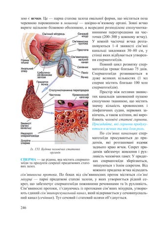 246
зою є яєчко. Це — парна статева залоза овальної форми, що міститься поза
черевною порожниною в мошонці — шкірно-м’язовому органі. Зовні яєчко
вкрите щільною білковою оболонкою, а всередині розподілене сполучнотка-
нинними перегородками на час-
точки (200–300 у кожному яєчку).
У кожній часточці яєчка розта-
шовуються 1–4 звивисті сім’яні
канальці завдовжки 30–80  см, у
стінці яких відбувається утворен-
ня сперматозоїдів.
Повний цикл розвитку спер-
матозоїда триває близько 75 днів.
Сперматозоїди розвиваються в
дуже великих кількостях (1  мл
сперми містить близько 100  млн
сперматозоїдів).
Простір між петлями звивис-
тих канальців заповнений пухкою
сполучною тканиною, що містить
значну кількість кровоносних і
лімфатичних судин, нервових за-
кінчень, а також клітини, які виро-
бляють чоловічі статеві гормони.
Пригадайте, які гормони продуку-
ються в яєчках та яка їхня роль.
По сім’яних канальцях спер-
матозоїди просуваються до при-
датків, які розташовані вздовж
заднього краю яєчок. Секрет при-
датків забезпечує живлення і рух-
ливість чоловічих гамет. У придат-
ках сперматозоїди зберігаються,
змішуються з їхнім секретом. Від
кожного придатка яєчка відходить
сім’явиносна протока. По боках від сім’явиносних проток містяться сім’яні
міхурці  — парні придаткові статеві залози, у яких утворюється рідкий се-
крет, що забезпечує сперматозоїди поживними речовинами та їх рухливість.
Сім’явиносні протоки, з’єднуючись із протоками сім’яних міхурців, утворю-
ють єдиний сім’явипорскувальний канал, який відкривається у сечовипускаль-
ний канал (сечівник). Тут сечовий і статевий шляхи об’єднується.
СПЕРМА — це рідина, яка містить спермато-
зоїди та продукти секреції придаткових стате-
вих залоз.
Іл. 153. Будова чоловічих статевих
органів
 