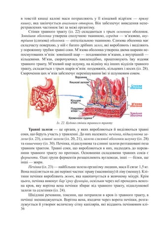 36
в товстій кишці калові маси потрапляють у її кінцевий відрізок  — пряму
кишку, яка закінчується анальним отвором. Він забезпечує виведення непе-
ретравлених частинок їжі за межі організму.
Стінки травного тракту (іл. 22) складаються з трьох основних оболонок.
Зовнішня оболонка утворена сполучною тканиною, середня — м’язовою, вну-
трішня (слизова) оболонка — епітеліальною тканиною. Слизова оболонка має
складчасту поверхню, у ній є багато дрібних залоз, які виробляють і виділяють
у порожнину трубки травні соки. М’язова оболонка утворена двома шарами не-
посмугованих м’язів: зовнішній шар — поздовжніми м’язами, а внутрішній —
кільцевими. М’язи, скорочуючись хвилеподібно, проштовхують їжу вздовж
травного тракту. М’язовий шар шлунку, на відміну від інших відділів травного
тракту, складається з трьох шарів м’язів: поздовжніх, кільцевих і косих (іл. 28).
Скорочення цих м’язів забезпечує перемішування їжі зі шлунковим соком.
Травні залози — це органи, у яких виробляються й виділяються травні
соки, що беруть участь у травленні. До них належать: печінка, під­шлункова за-
лоза (іл. 23), слинні залози (іл. 20, 21), залози слизової оболонки шлунку (іл. 28)
та кишечнику (іл. 30). Печінка, підшлункова та слинні залози розташовані поза
травним трактом. Травні соки, що виробляються в них, надходять до порож-
нини травного тракту по протоках. Основними складовими травних соків є
ферменти. Одні групи ферментів розщеплюють вуглеводи, інші — білки, ще
інші — жири.
Печінка (іл. 23) — найбільша залоза організму людини, маса її сягає 1,5 кг.
Вона поділяється на дві нерівні частки: праву (масивнішу) й ліву (меншу). Клі-
тини печінки виробляють жовч, яка накопичується в жовчному міхурі. Крім
цього, печінка виконує бар’єрну функцію, оскільки через неї проходить веноз-
на кров, яку ворітна вена печінки збирає від травного тракту, підшлункової
залози та селезінки (іл. 24).
Шкідливі речовини, токсини, що потрапили в кров із травного тракту, в
печінці знешкоджуються. Ворітна вена, входячи через ворота печінки, розга-
лужується й утворює величезну сітку капілярів, які віддають печінковим клі-
Іл. 22. Будова стінки травного тракту
 